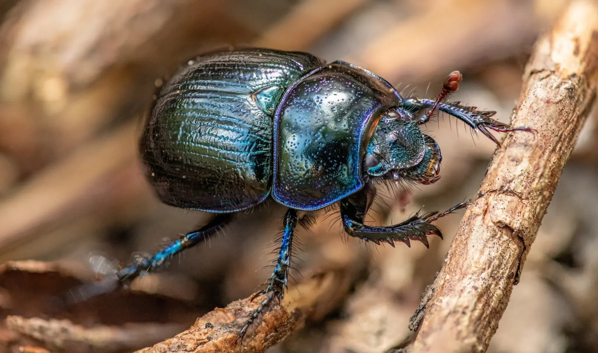 Pelzkäfer stoppen – Larven und Käfer an Textilien und im Haushalt erkennen