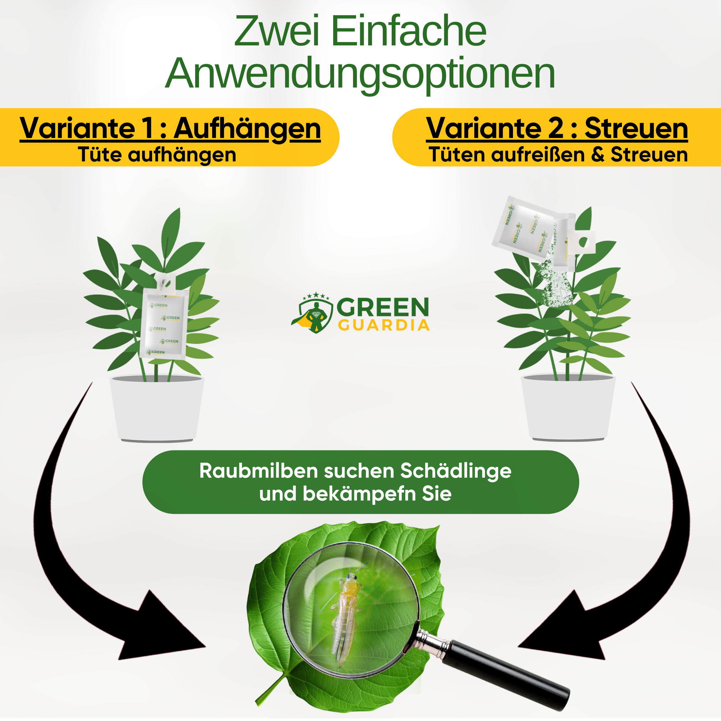 Acariens prédateurs contre les thrips à suspendre ou à disperser