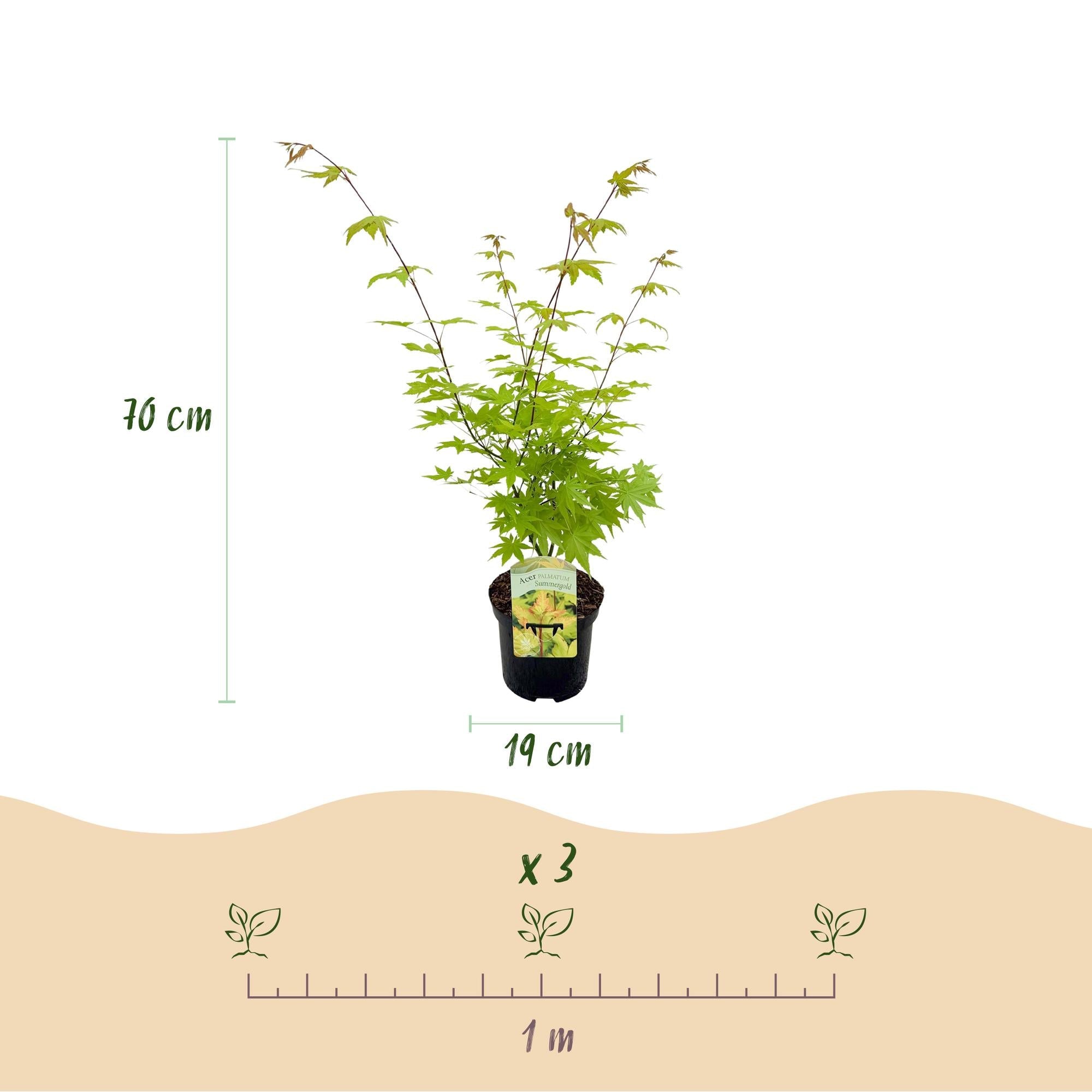 Acer Palmatum ‘Summergold’ – Japanischer Ahorn, laubabwerfend – 19 cm Topf, 70 cm hoch - Green Guardia - Ihr Experte für Schädlinge und Pflanzen