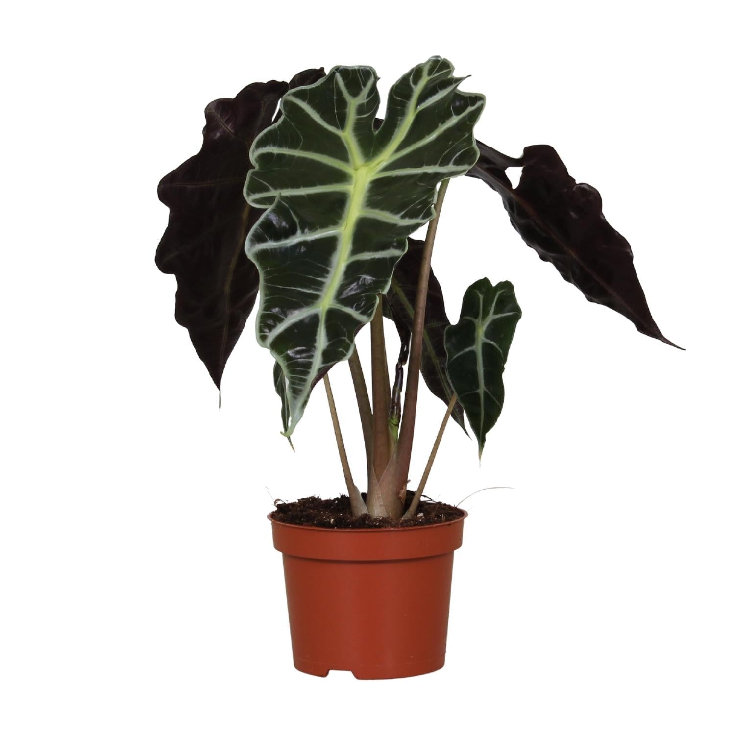 Alocasia Amazonica ‘Polly’ – Elefantenohr - 12 cm Topf, 30 cm hoch - Green Guardia - Ihr Experte für Schädlinge und Pflanzen