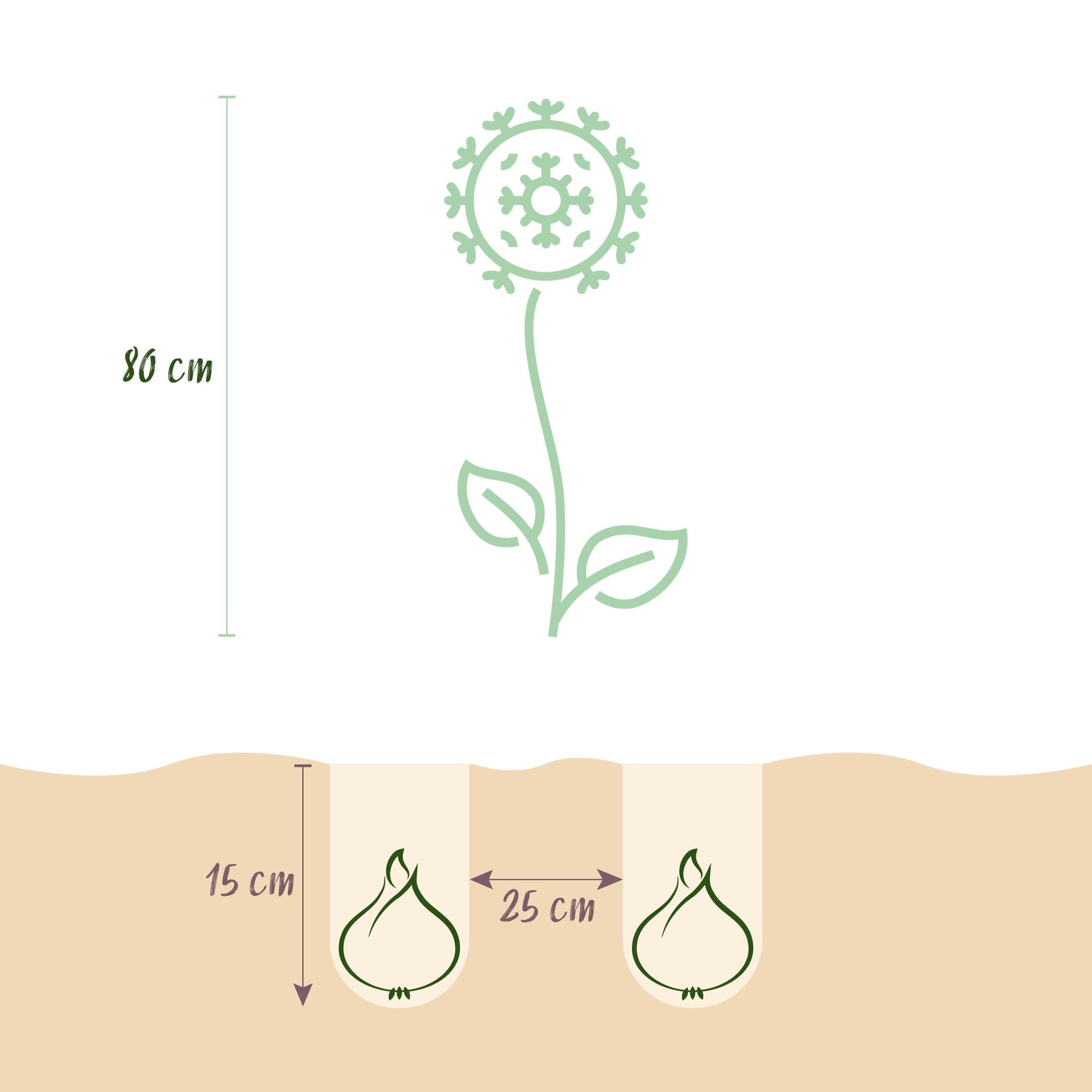 Blumenzwiebeln – Allium ‘Miami’ – winterhart & mehrjährig – lila – 15 Stück – Zwiebelgröße 10/11 – XXL Pack - Green Guardia - Ihr Experte für Schädlinge und Pflanzen