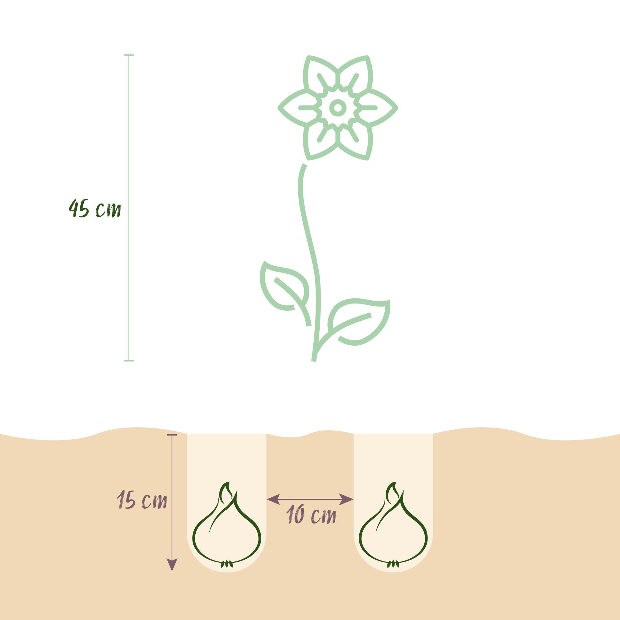 Blumenzwiebeln – Narcissus ‘Mount Hood’ – winterhart & mehrjährig – weiß – 15 Stück – Zwiebelgröße 10/12 – XXL Pack - Green Guardia - Ihr Experte für Schädlinge und Pflanzen