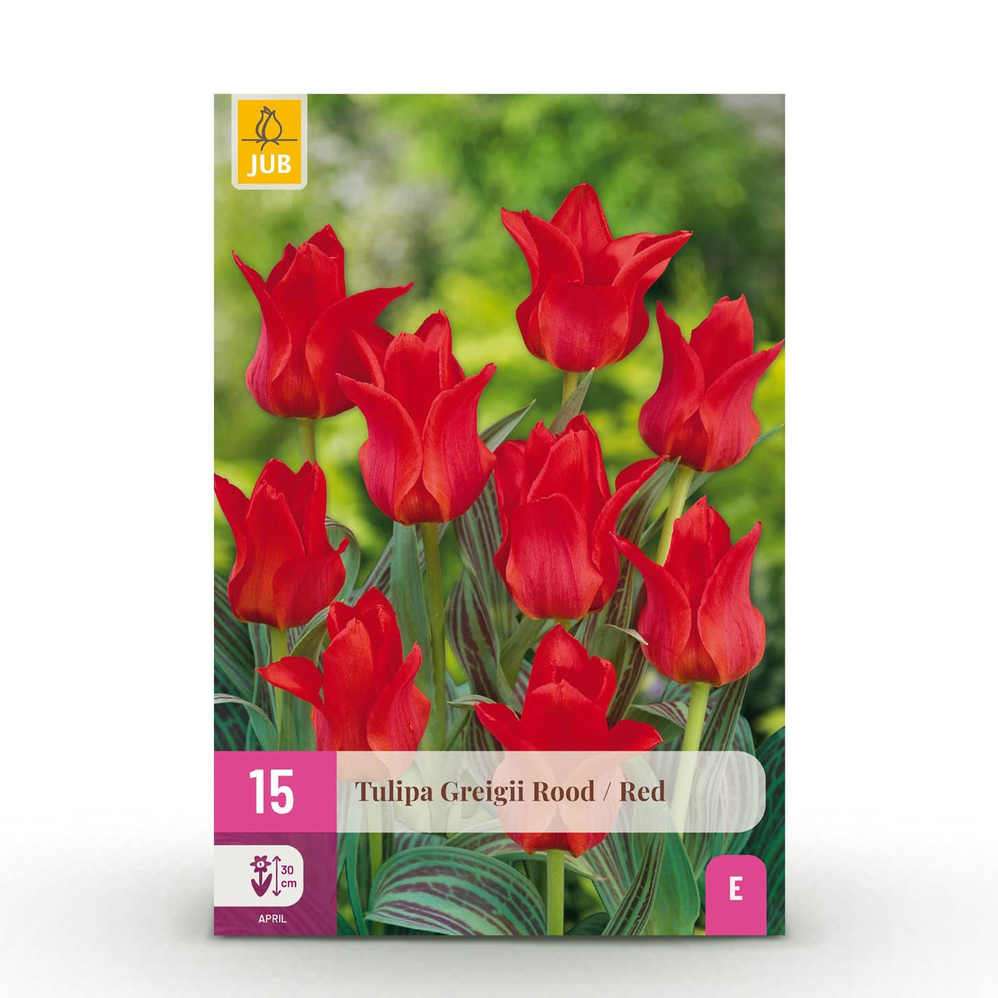 Blumenzwiebeln – Tulpe Greigii ‘Red’ – winterhart & mehrjährig – rot – 15 Stück – Zwiebelgröße 11/12 – XXL Pack - Green Guardia - Ihr Experte für Schädlinge und Pflanzen