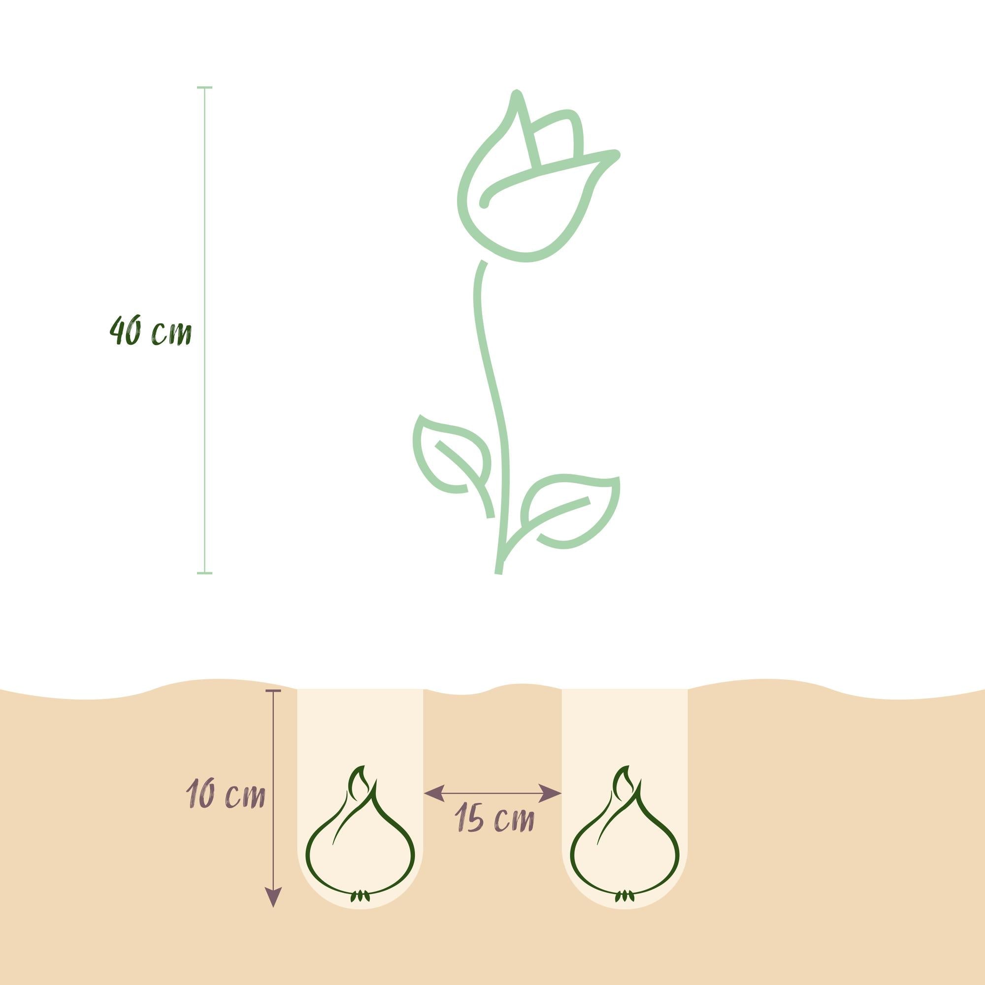 Blumenzwiebeln – Tulpe Pastel Mix – winterhart & mehrjährig – verschiedene Farben – 12 Stück – Zwiebelgröße 11/12 – XXL Pack - Green Guardia - Ihr Experte für Schädlinge und Pflanzen