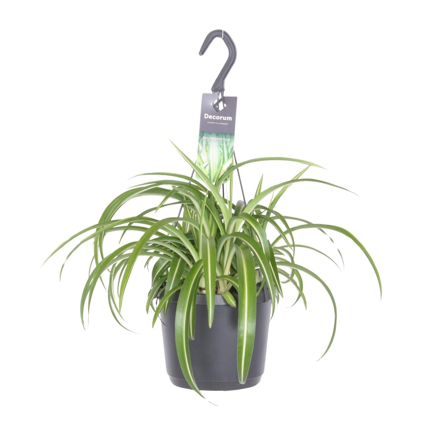 Chlorophytum Comosum ‘Bonnie’ – Grünlilie - 17 cm Topf, 35 cm hoch - Green Guardia - Ihr Experte für Schädlinge und Pflanzen