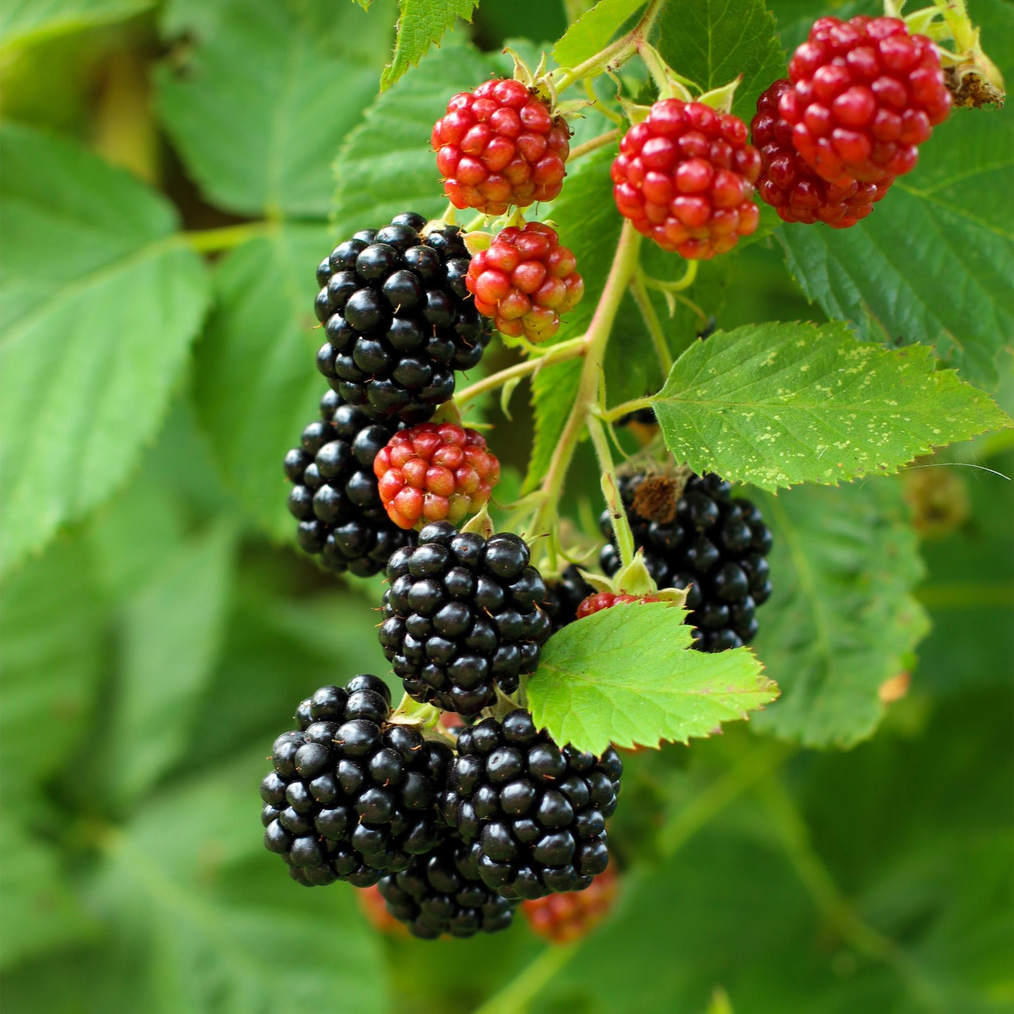 Dornenlose Brombeere „Black Satin“ – 2 Pflanzen im 11 cm Topf (ca. 40 cm) - Green Guardia - Ihr Experte für Schädlinge und Pflanzen