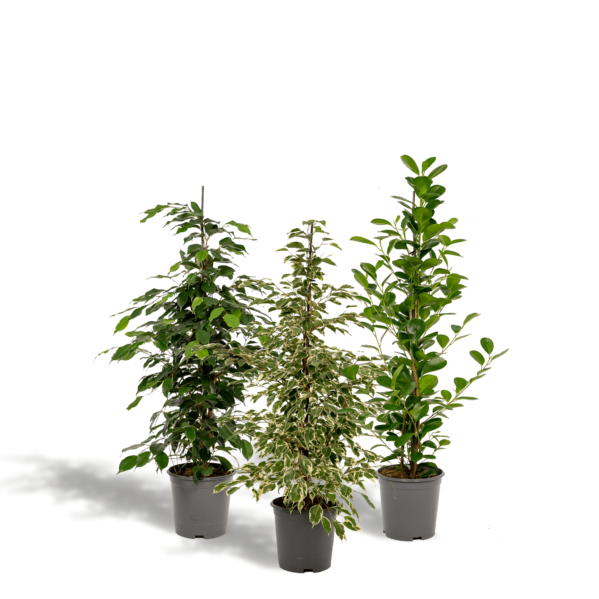 Ficus benjamina ‘Danielle’, Ficus benjamina ‘Twilight’ & Ficus microcarpa ‘Moclame’ – 3 Pflanzen – 21 cm Topf, ca. 95 cm hoch - Green Guardia - Ihr Experte für Schädlinge und Pflanzen