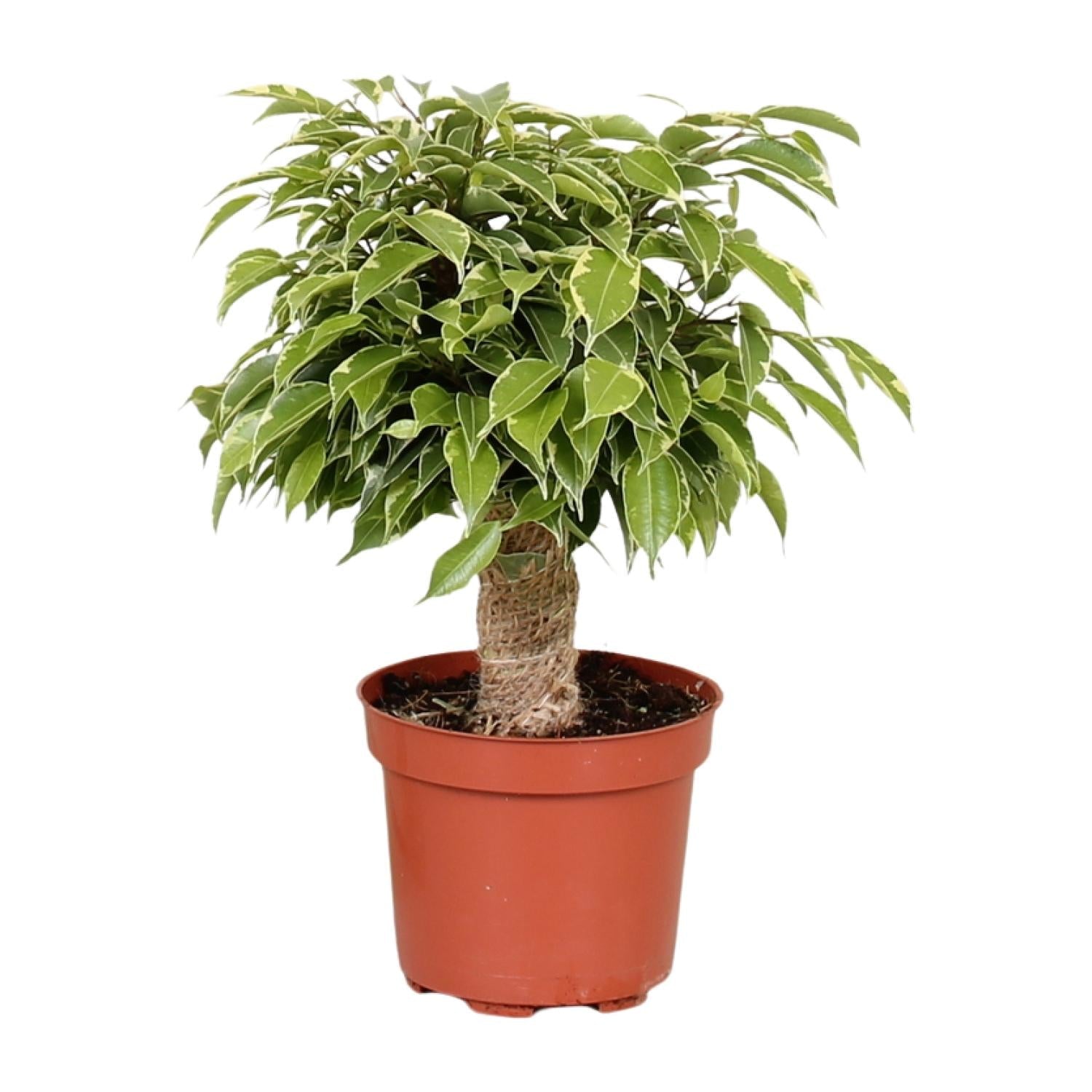 Ficus benjamina ‘Kinky’ – Birkenfeige – 12 cm Topf, 28 cm hoch - Green Guardia - Ihr Experte für Schädlinge und Pflanzen