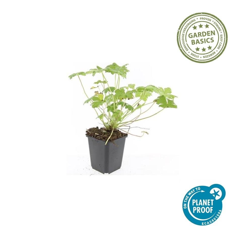 Geranium ‘Czakor’ – robuster Bodendecker, 9 cm Topf, 10–25 cm hoch - Green Guardia - Ihr Experte für Schädlinge und Pflanzen