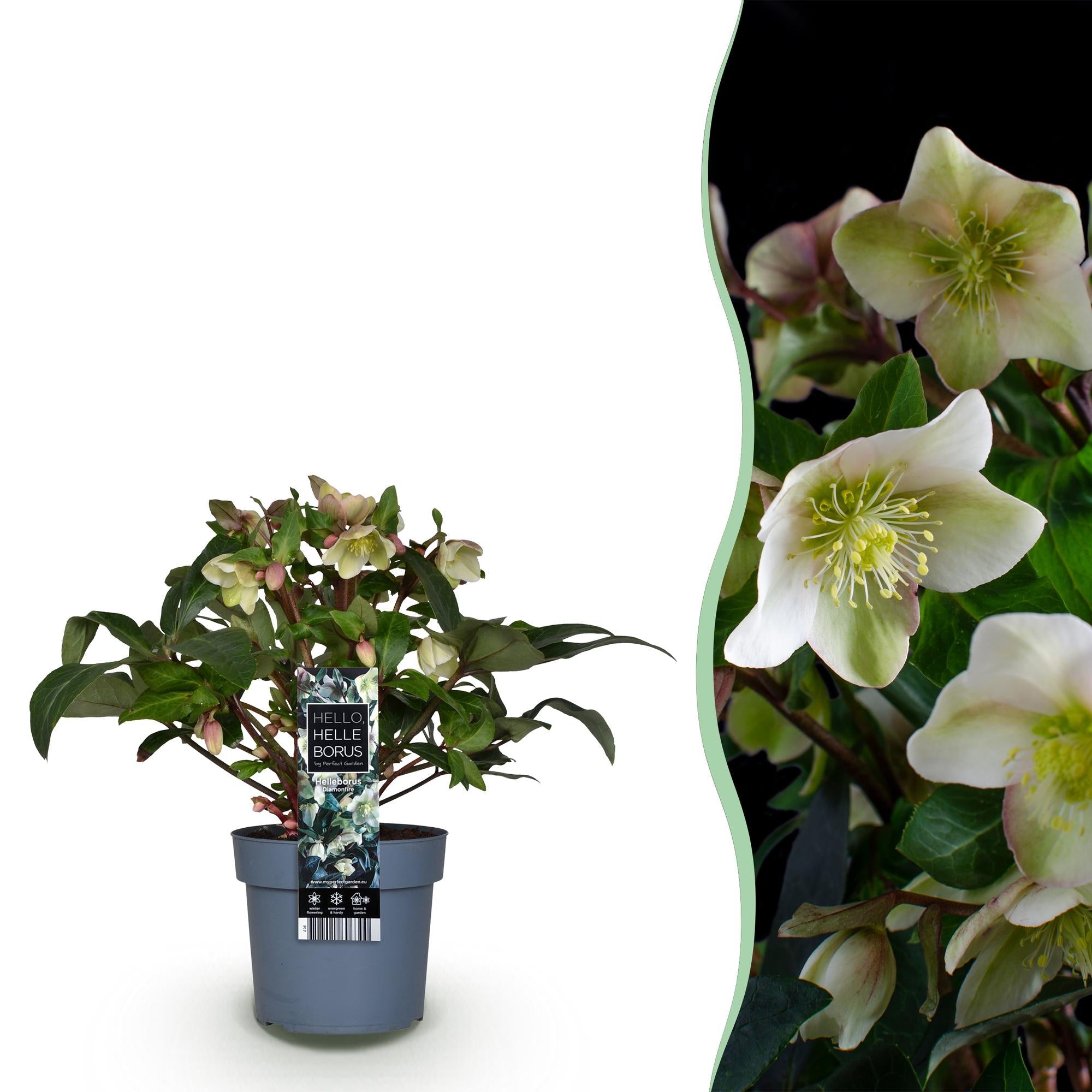 Helleborus ‘Diamfire’ – immergrün & pflegeleicht – grüne Blüte – 19 cm Topf, ca. 40 cm hoch - Green Guardia - Ihr Experte für Schädlinge und Pflanzen