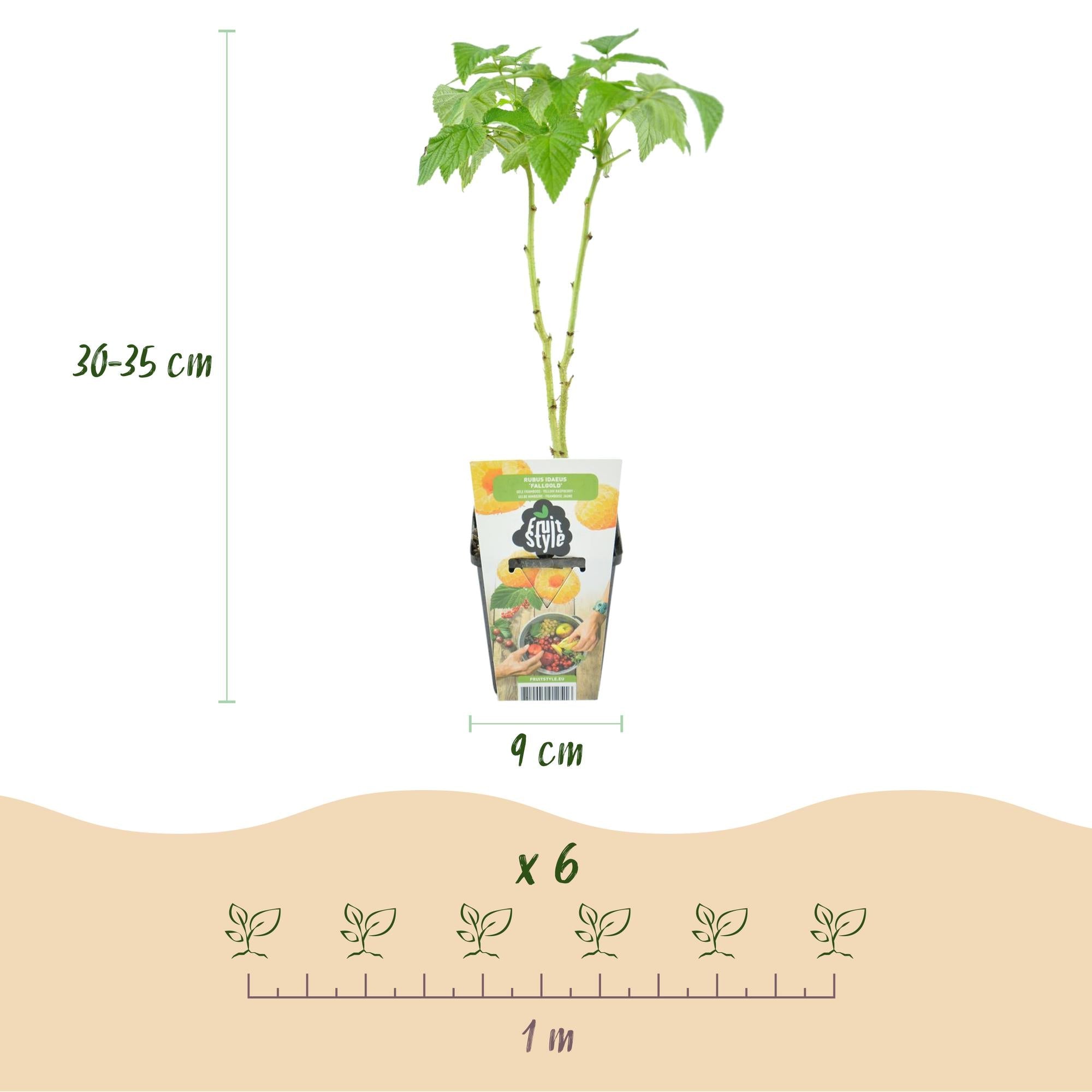 Himbeere – Rubus idaeus ‘Fallgold’ – winterhart – gelbe Himbeeren – 3 - 6 Pflanzen – 9 cm Topf - Green Guardia - Ihr Experte für Schädlinge und Pflanzen