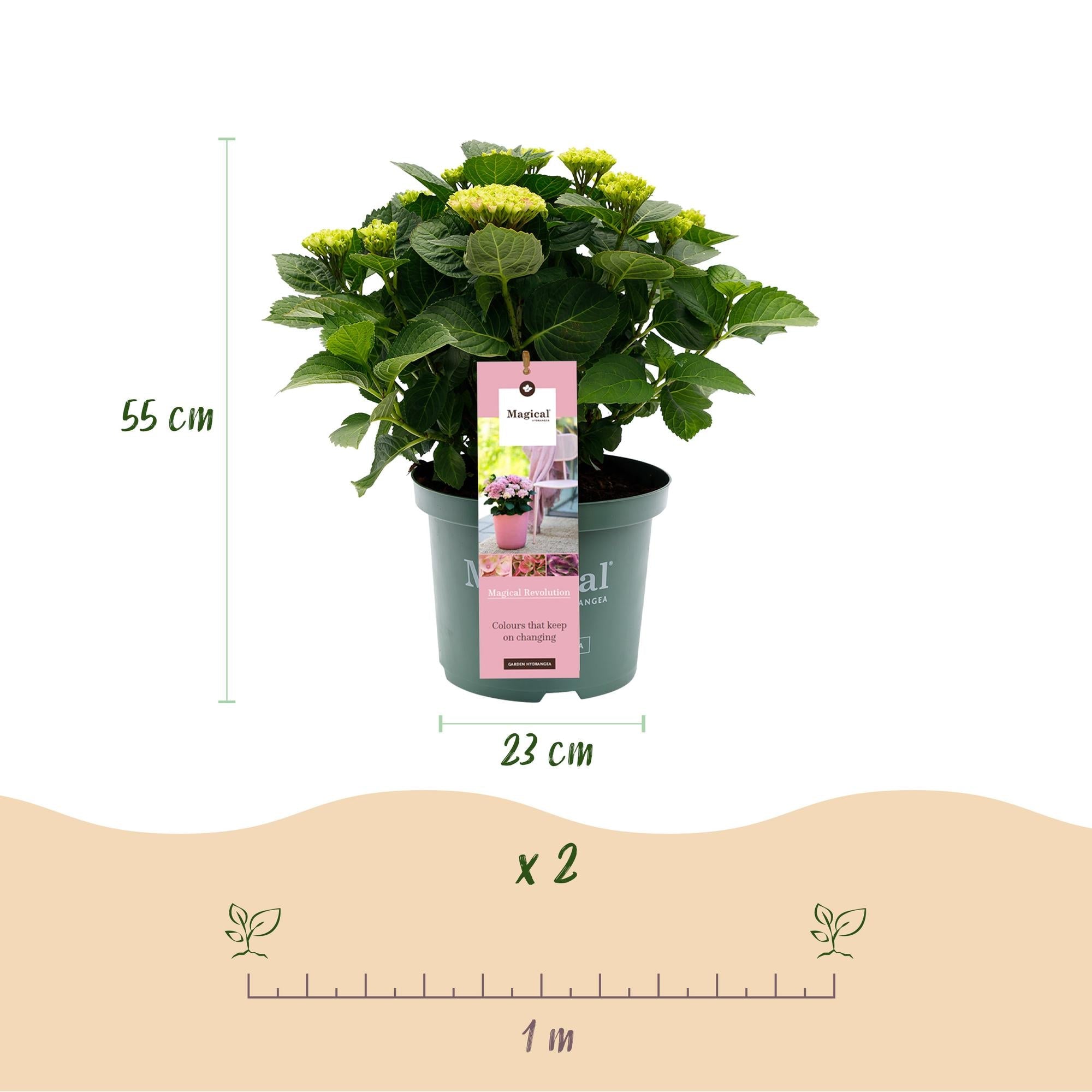 Hydrangea ‘Magical Revolution’ Pink – Hortensie, 6–10 Blüten – 23 cm Topf, 55 cm hoch - Green Guardia - Ihr Experte für Schädlinge und Pflanzen