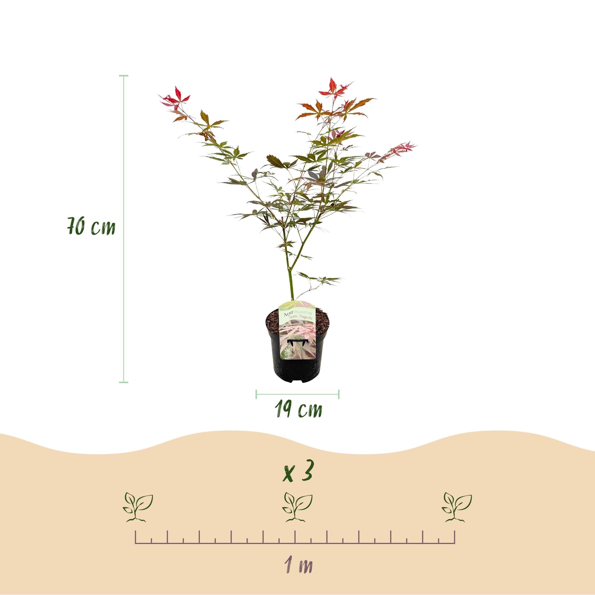 Japanischer Fächerahorn ‘Sumi - nagashi’ – rot, laubabwerfend, 19 cm Topf, 70 cm hoch - Green Guardia - Ihr Experte für Schädlinge und Pflanzen