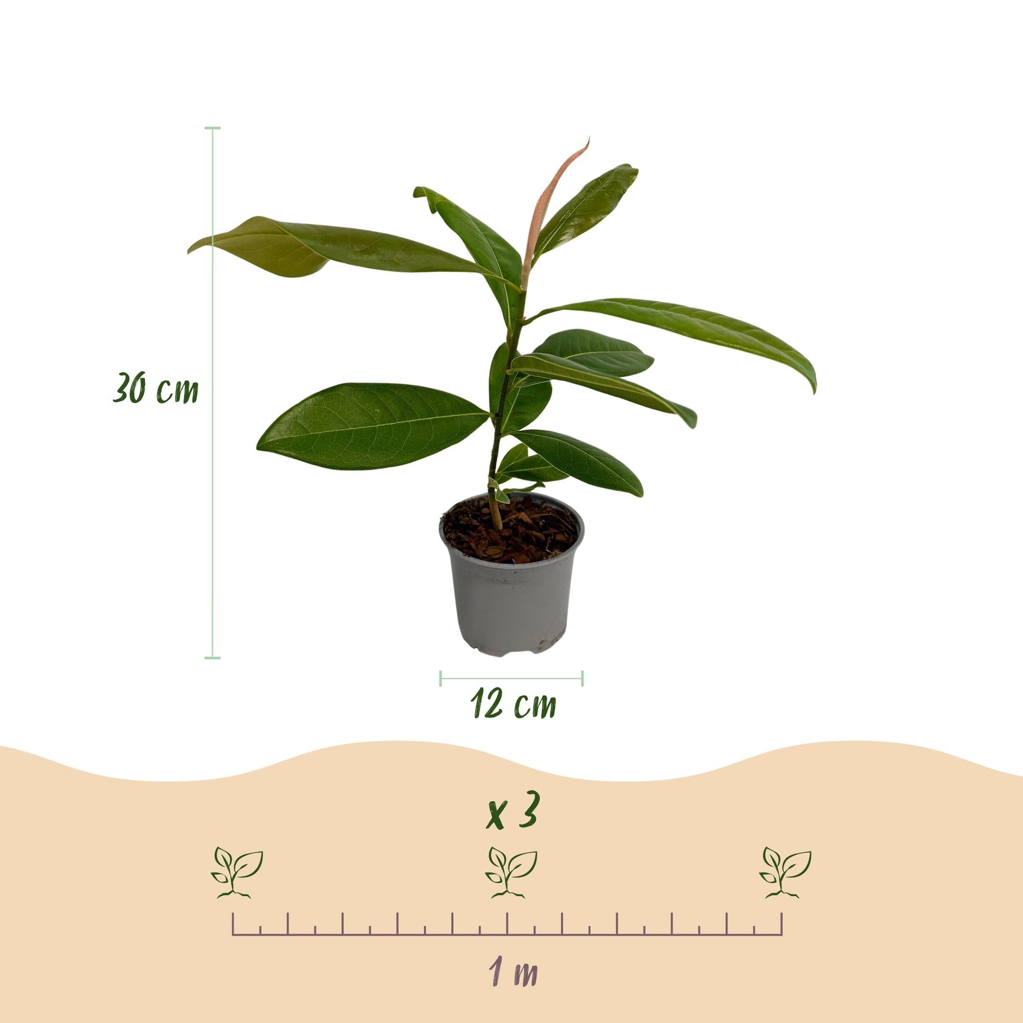 Magnolia grandiflora – immergrün & pflegeleicht – weiße Blüte – 12 cm Topf, ca. 30 cm hoch - Green Guardia - Ihr Experte für Schädlinge und Pflanzen