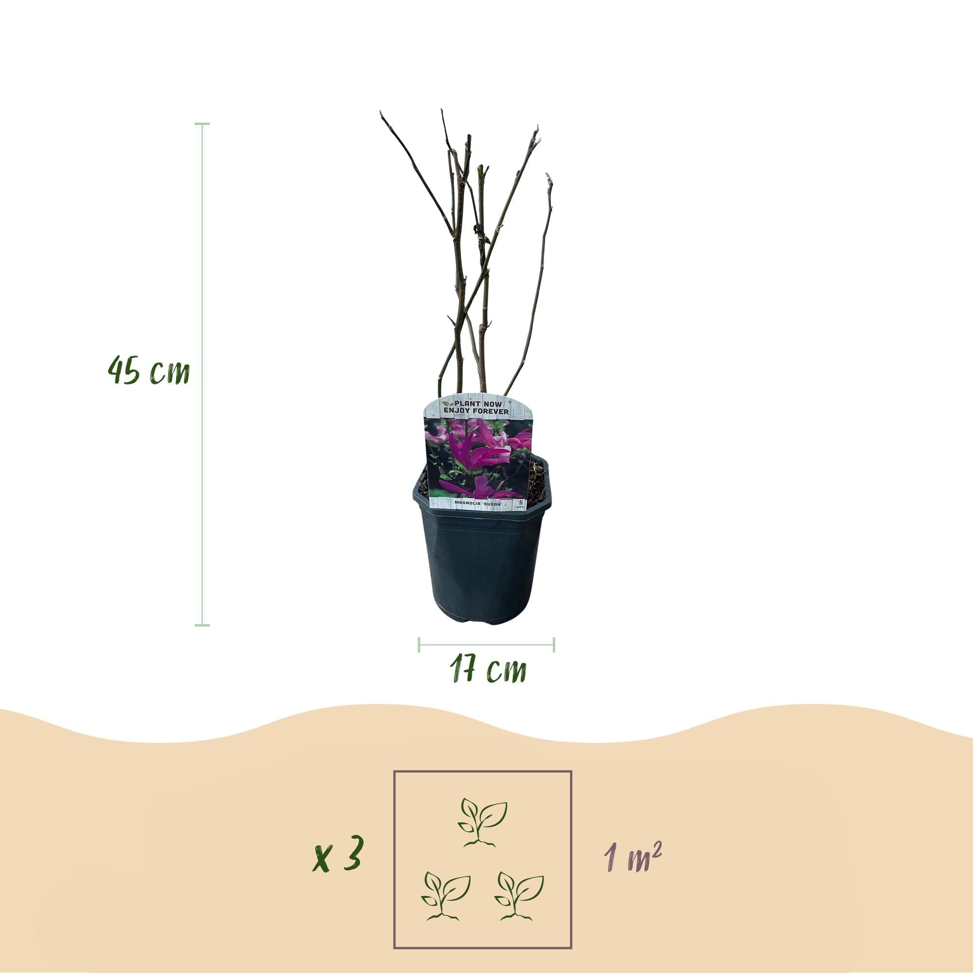 Magnolie ‘Susan’ – 1 Pflanze, dunkelrosa Blüte, pflegeleicht, 17 cm Topf, 45 cm Höhe - Green Guardia - Ihr Experte für Schädlinge und Pflanzen