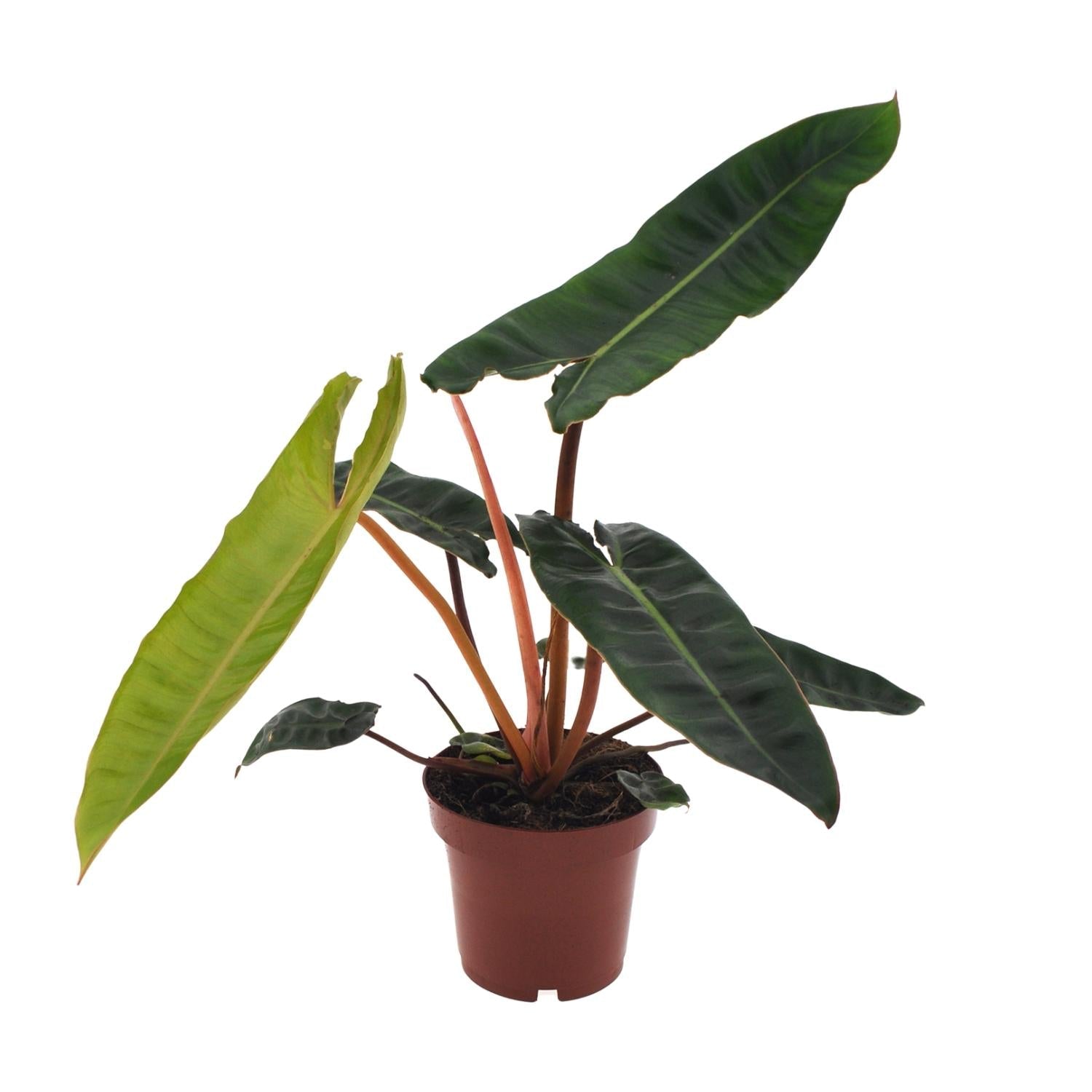 Philodendron billietiae – Baumfreund – 12 cm Topf, 25 cm hoch - Green Guardia - Ihr Experte für Schädlinge und Pflanzen