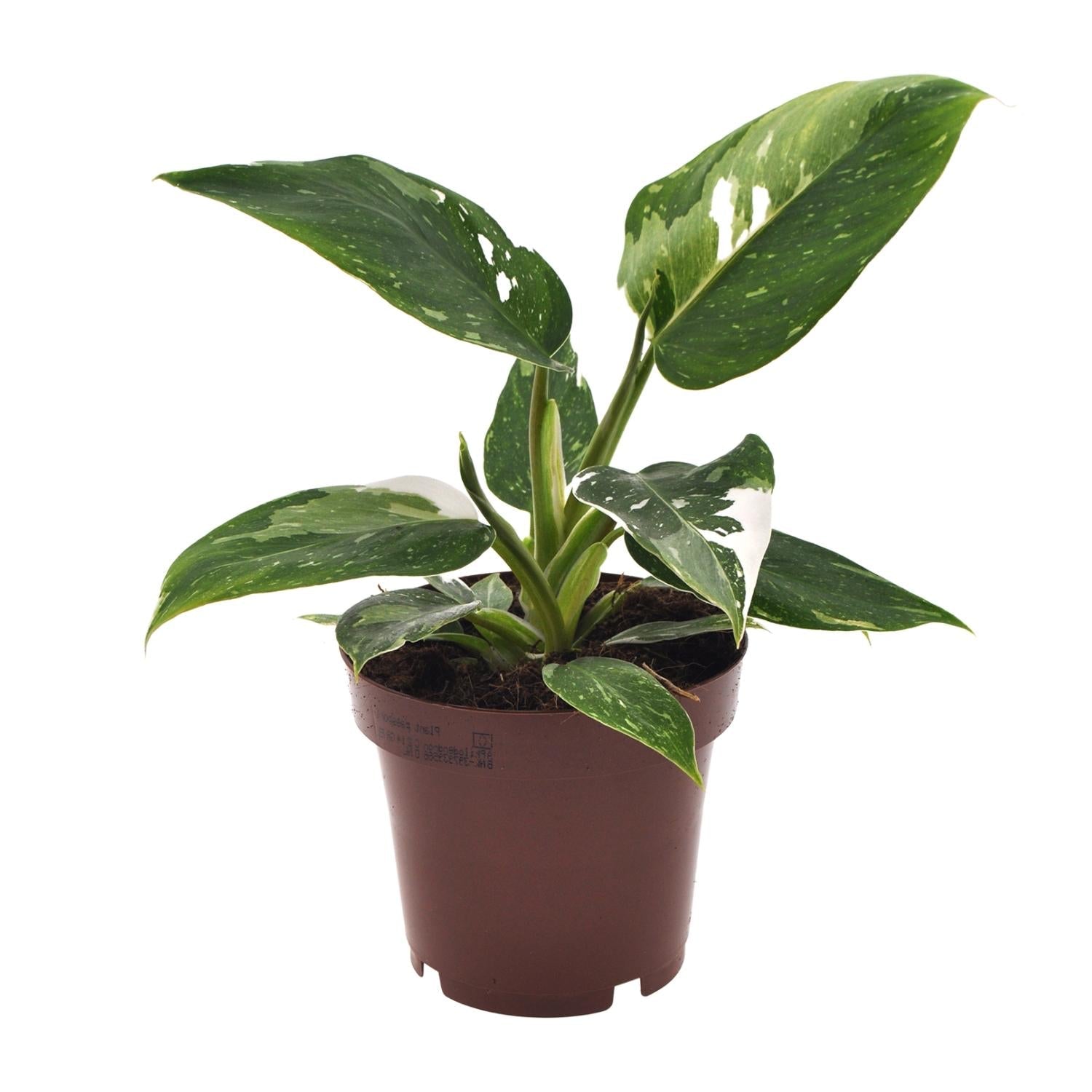 Philodendron ‘White Princess’ – Baumfreund – 12 cm Topf, 25 cm hoch - Green Guardia - Ihr Experte für Schädlinge und Pflanzen