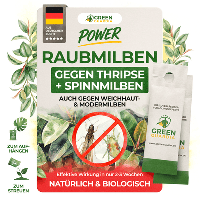 Raubmilben Mix gegen Thripse & Spinnmilben - Green Guardia - Ihr Experte für Schädlinge und Pflanzen