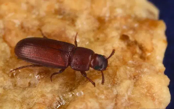 Reismehlkäfer