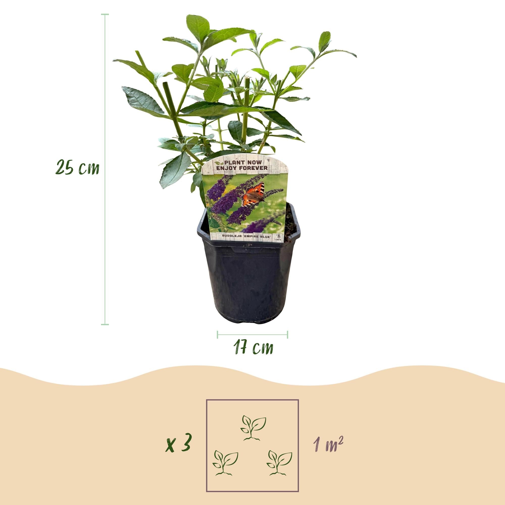 Schmetterlingsstrauch ‘Empire Blue’ – Blüte blau, 1 Pflanze, 17 cm Topf, 25 cm hoch - Green Guardia - Ihr Experte für Schädlinge und Pflanzen