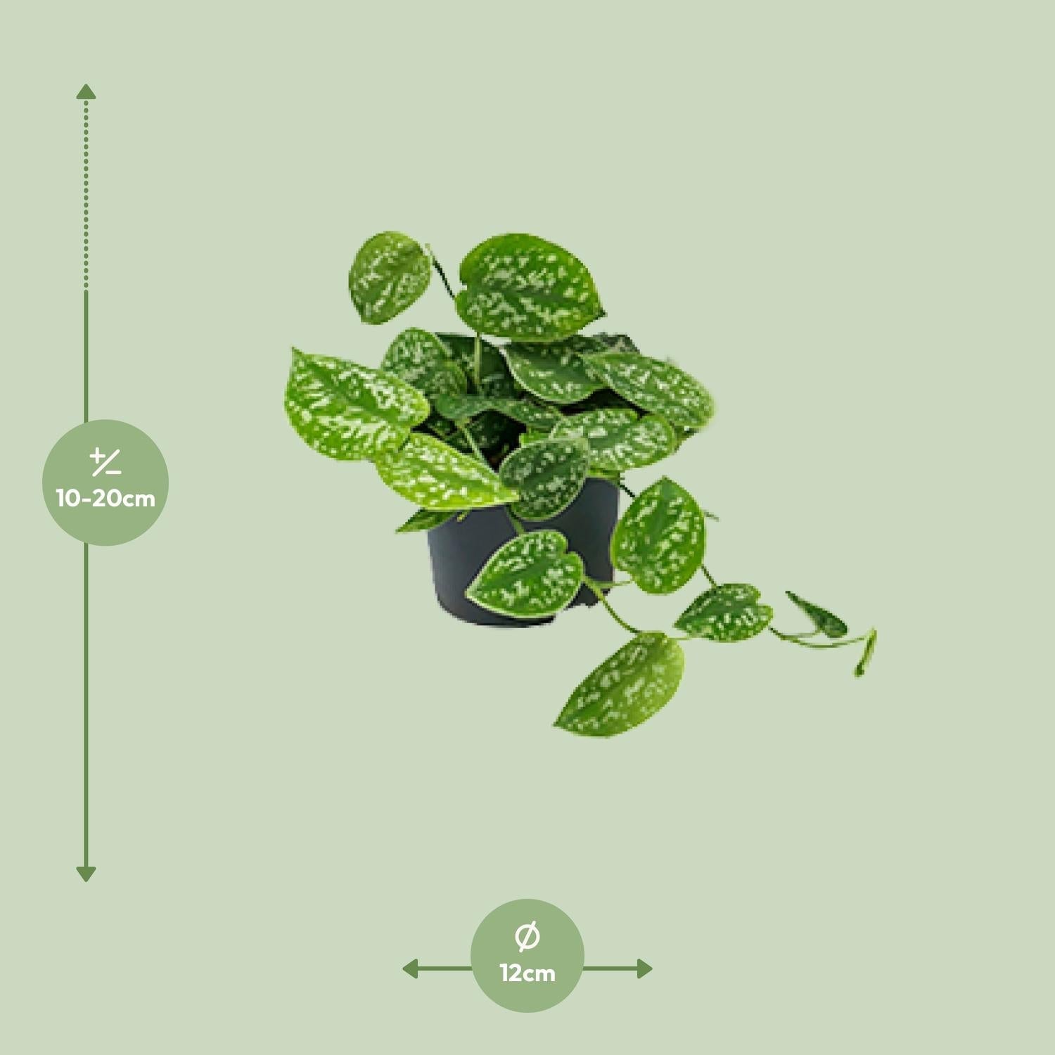 Scindapsus Pictus ‘Argyraeus’ – Gefleckte Efeutute - 15 - 25 cm - Green Guardia - Ihr Experte für Schädlinge und Pflanzen