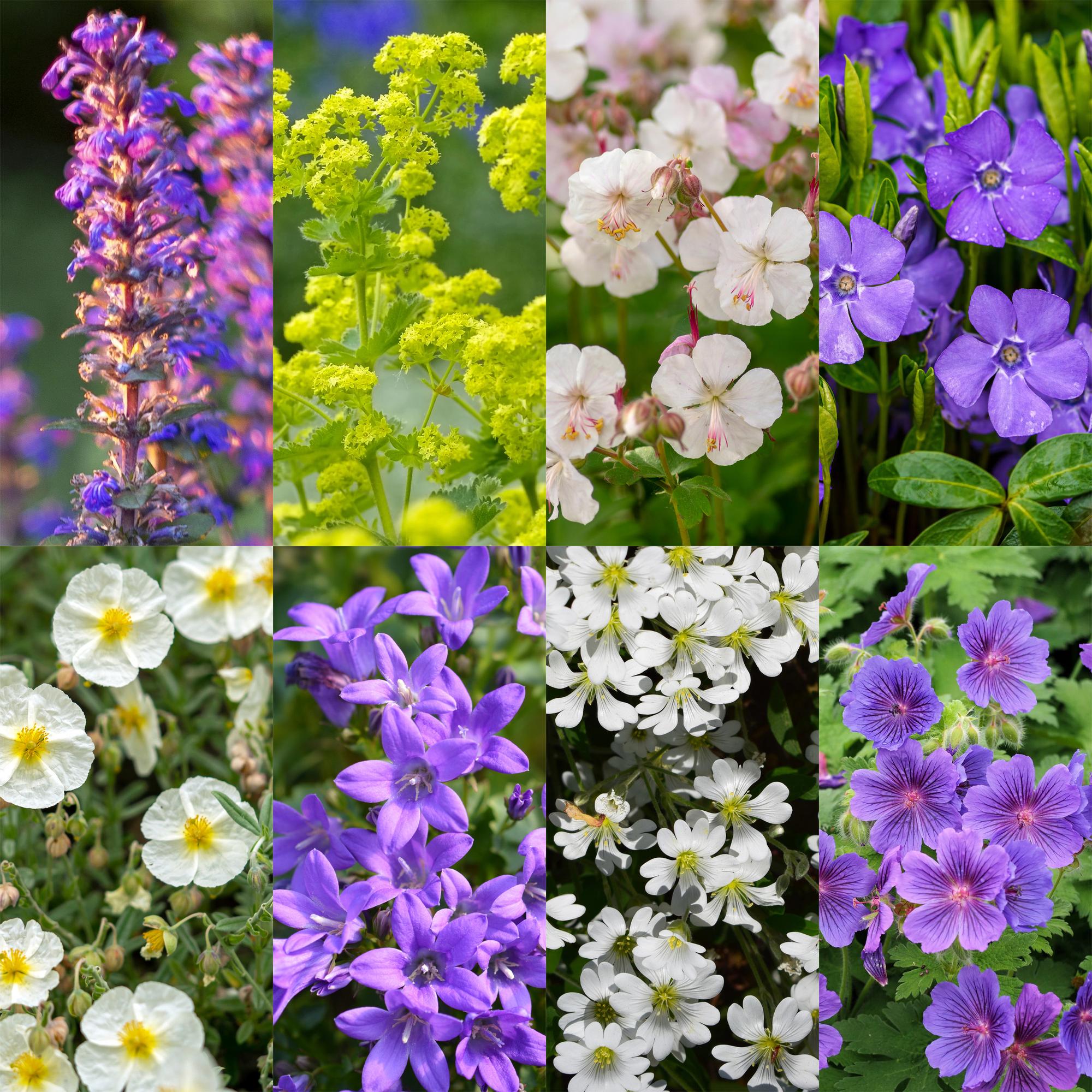 Staudenpaket – Bodendecker – 8 Stauden – für ca. 1 m² – verschiedene Farben – pflegeleicht – 11 cm Topf - Green Guardia - Ihr Experte für Schädlinge und Pflanzen