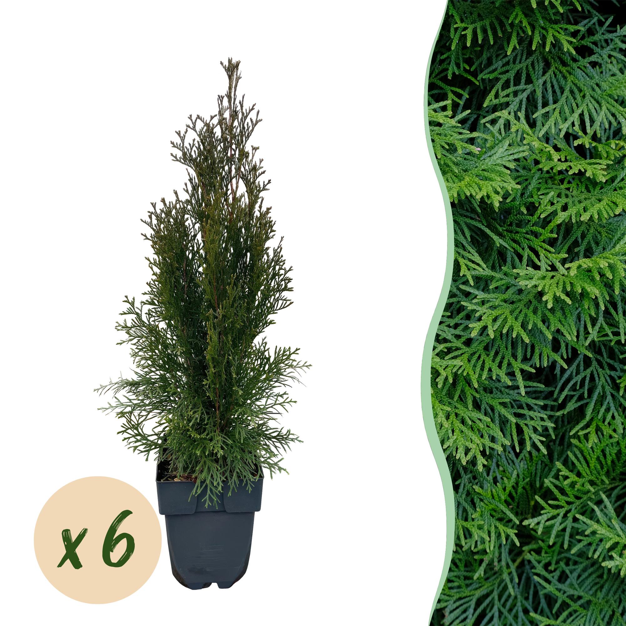 Thuja 'Smaragd' – immergrüne Heckenpflanze, 6 Pflanzen pro Meter, 17 - cm Topf, 60 cm Höhe - Green Guardia - Ihr Experte für Schädlinge und Pflanzen