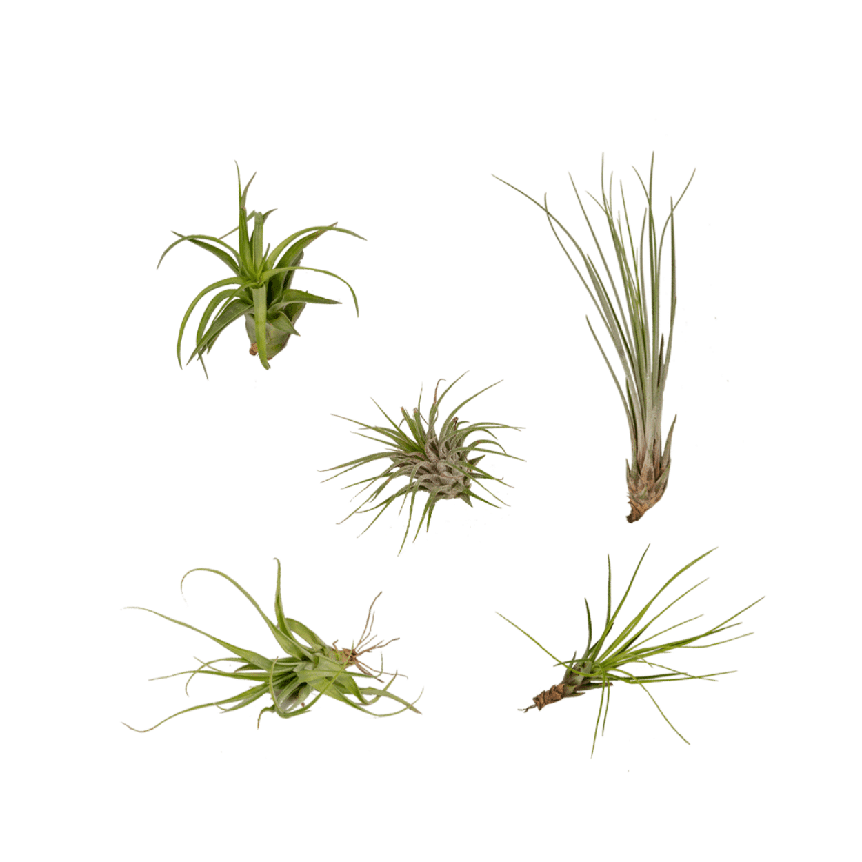 Tillandsia Air Mix – Luftpflanzen – 5 Stück – ca. 6 cm groß - Green Guardia - Ihr Experte für Schädlinge und Pflanzen