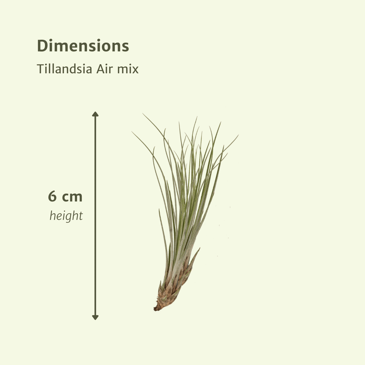 Tillandsia Air Mix – Luftpflanzen – 5 Stück – ca. 6 cm groß - Green Guardia - Ihr Experte für Schädlinge und Pflanzen