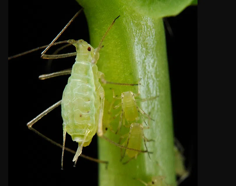 Erbsenblattläuse bekämpfen: grüne Blattlauskolonien an Erbsen-Triebspitzen