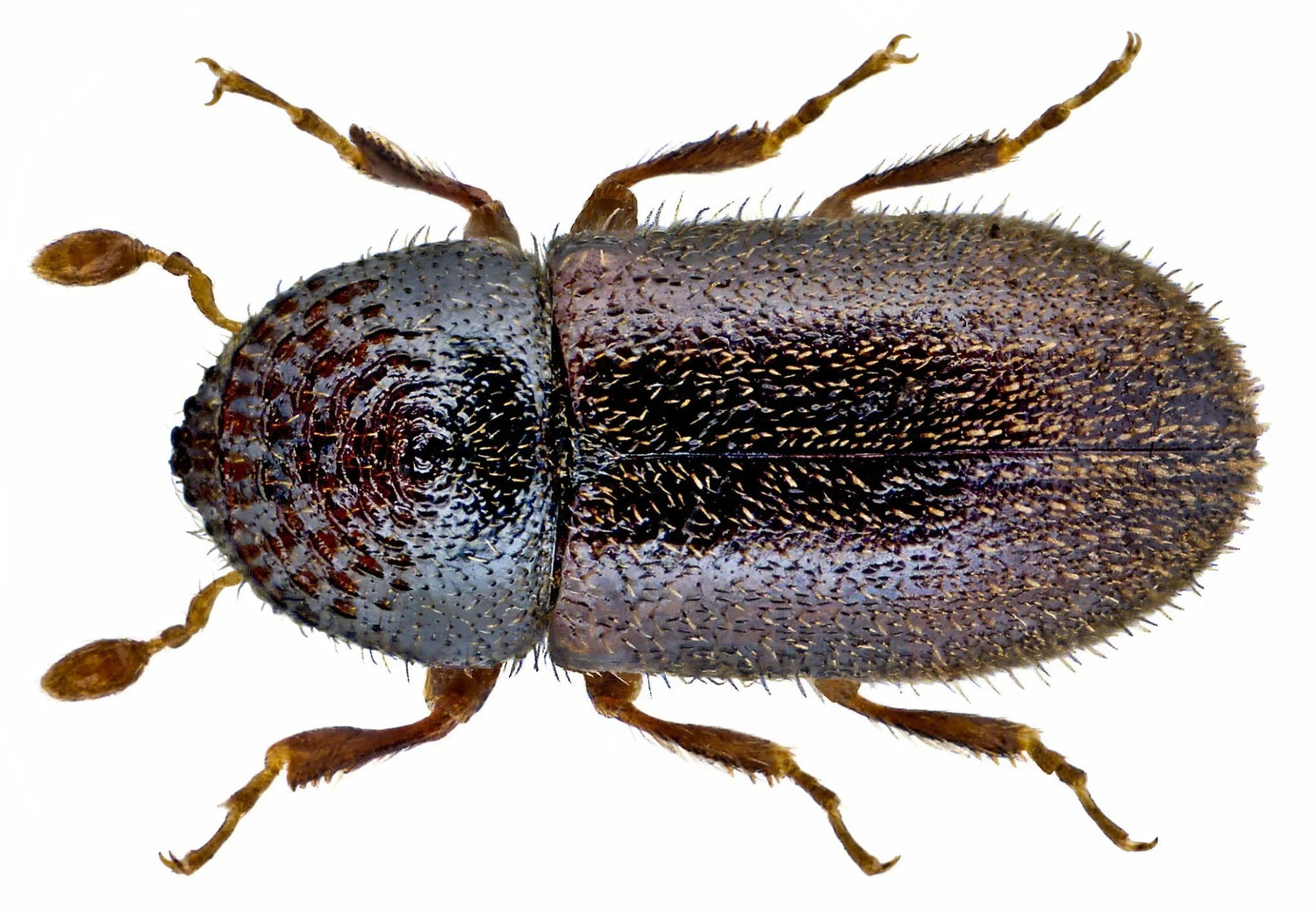 Borkenkäfer bekämpfen: Natürliche und nachhaltige Strategien - Green Guardia - Ihr Experte für Schädlinge und Pflanzen