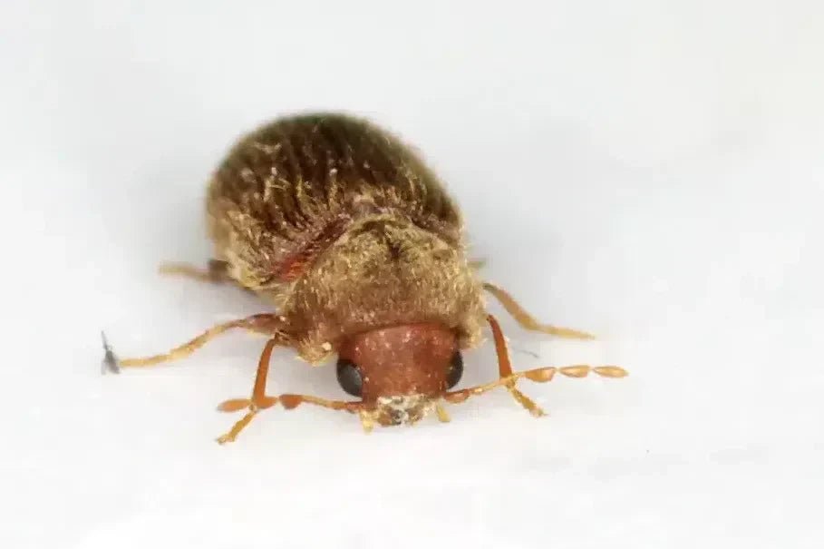 Brotkäfer: Natürliche Methoden zur Bekämpfung und Vorbeugung - Green Guardia - Ihr Experte für Schädlinge und Pflanzen