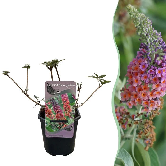 Buddleja ‘Flower Power’ pflegen – Standort, Schnitt & Tipps für üppige Blüten - Green Guardia - Ihr Experte für Schädlinge und Pflanzen
