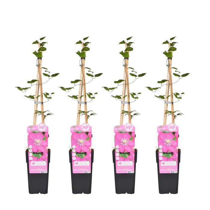 Clematis ‘Ville de Lyon’ pflegen – sommerblühende Clematis mit intensiver Farbe - Green Guardia - Ihr Experte für Schädlinge und Pflanzen