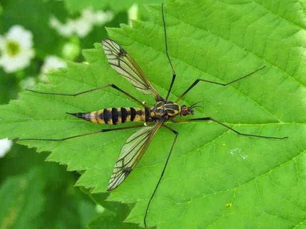 Effektive Strategien zur Bekämpfung von Wiesenschnaken - Green Guardia - Ihr Experte für Schädlinge und Pflanzen