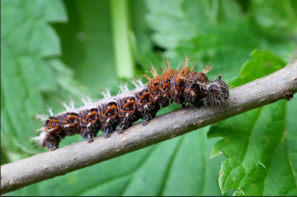 Falterraupen bekämpfen im Garten: Raupenfraß an Blättern natürlich stoppen