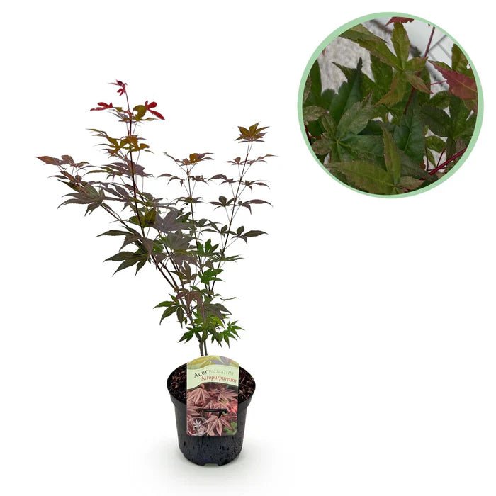 Japanischer Ahorn ‘Atropurpureum’ pflegen – Standort, Wachstum & Tipps für kräftige Farben - Green Guardia - Ihr Experte für Schädlinge und Pflanzen
