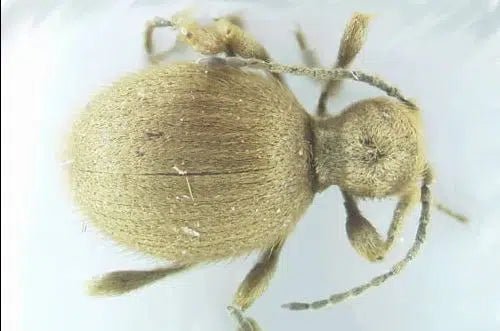 Schutz vor Messingkugelkäfer: Natürliche und nachhaltige Methoden - Green Guardia - Ihr Experte für Schädlinge und Pflanzen