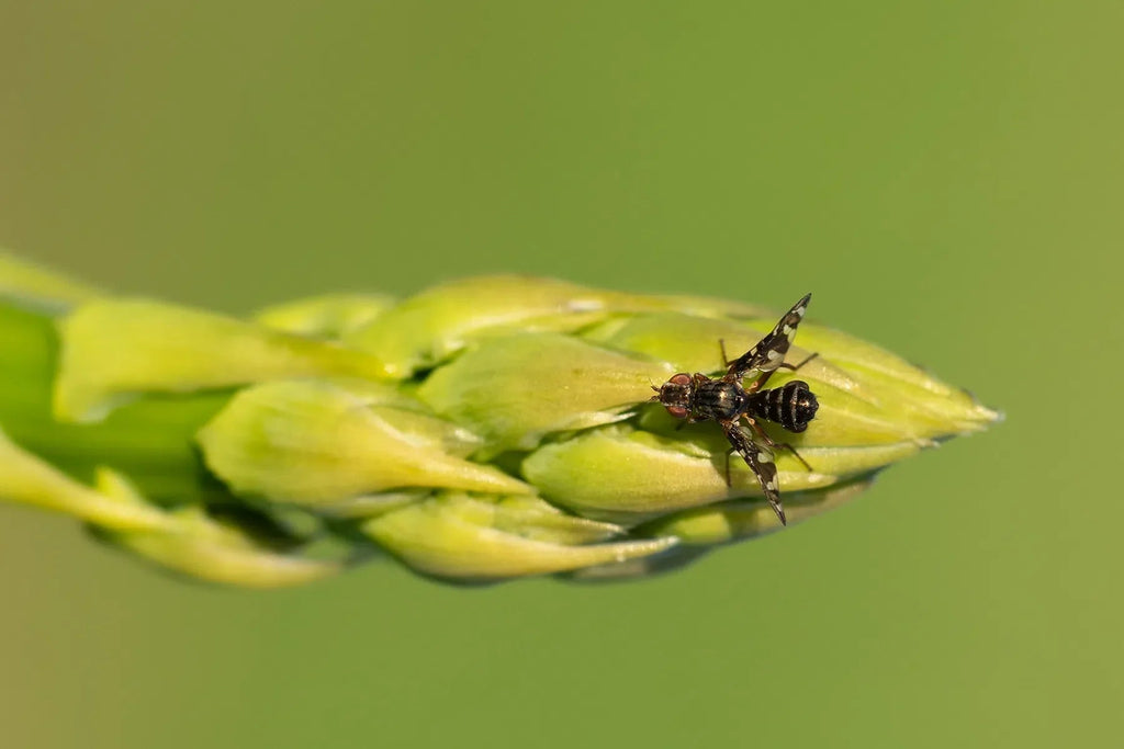 Combating asparagus fly: Natural and environmentally friendly strategi