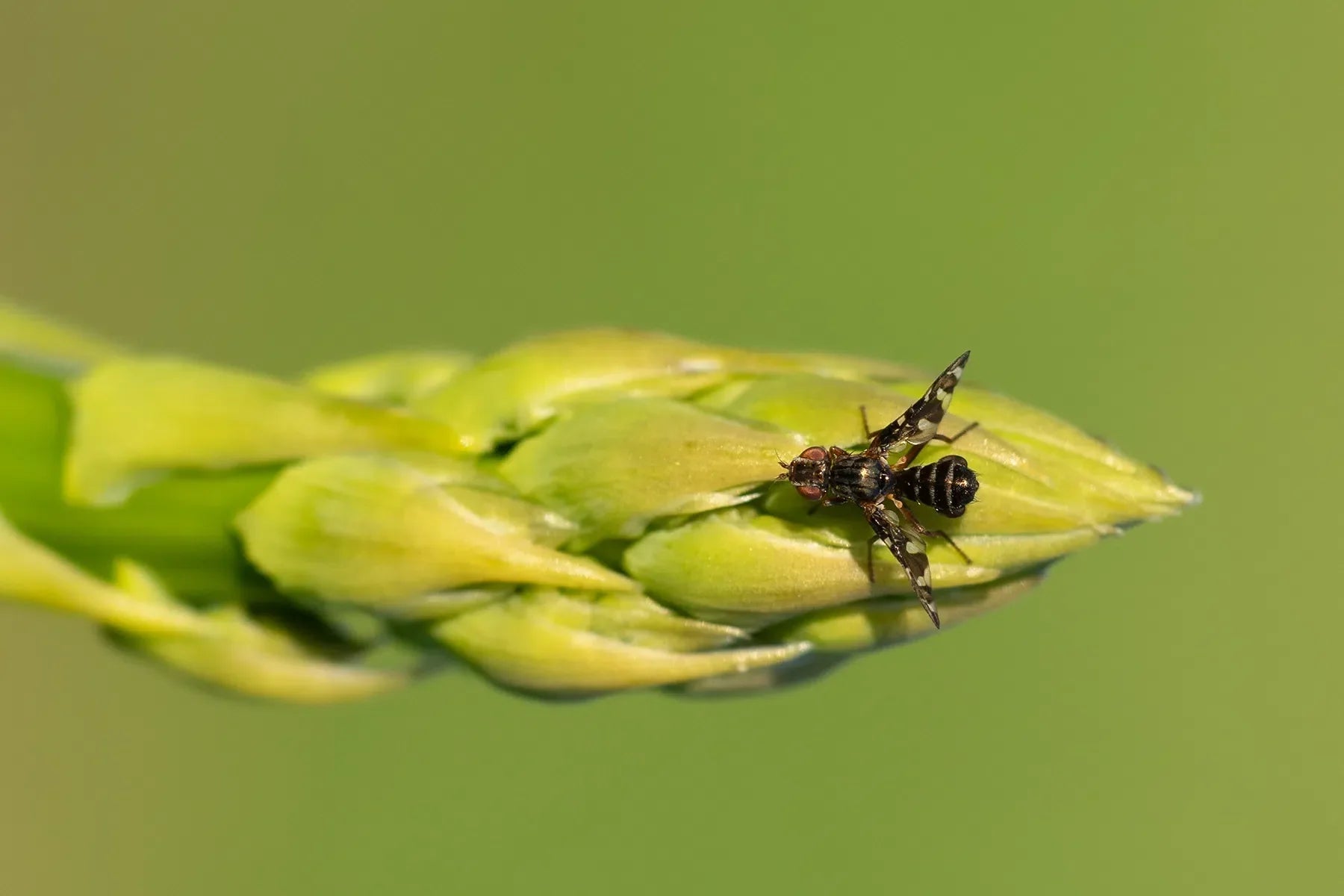 Spargelfliege bekämpfen: Natürliche und umweltfreundliche Strategien - Green Guardia - Ihr Experte für Schädlinge und Pflanzen