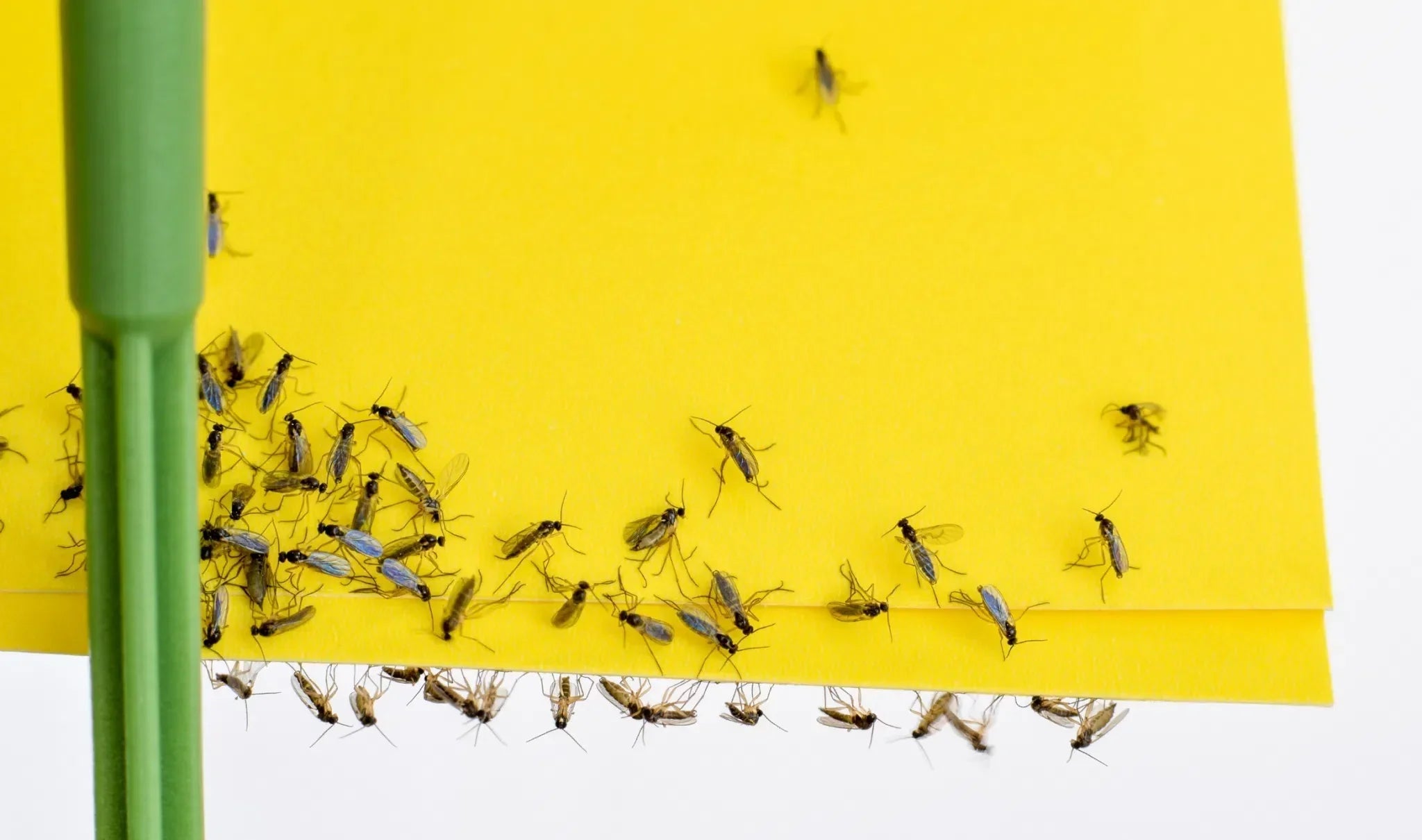 Trauermücken bekämpfen: Effektive und natürliche Methoden - Green Guardia - Ihr Experte für Schädlinge und Pflanzen