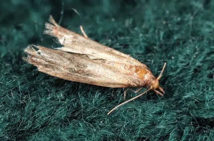 Vorratschädigende Motten bekämpfen: Natürliche und umweltfreundliche Methoden - Green Guardia - Ihr Experte für Schädlinge und Pflanzen