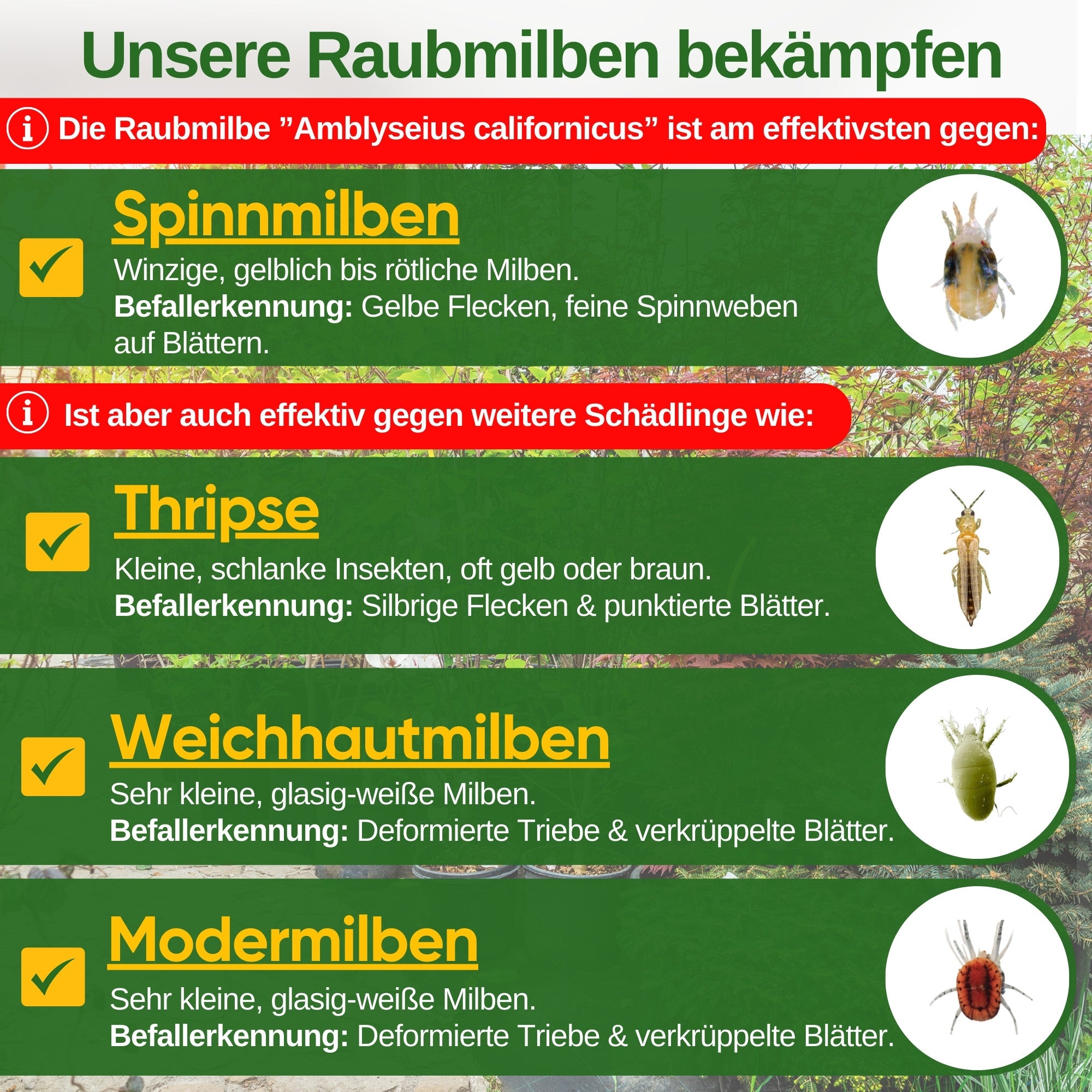 Predatory mites against spider mites for hanging or scattering 