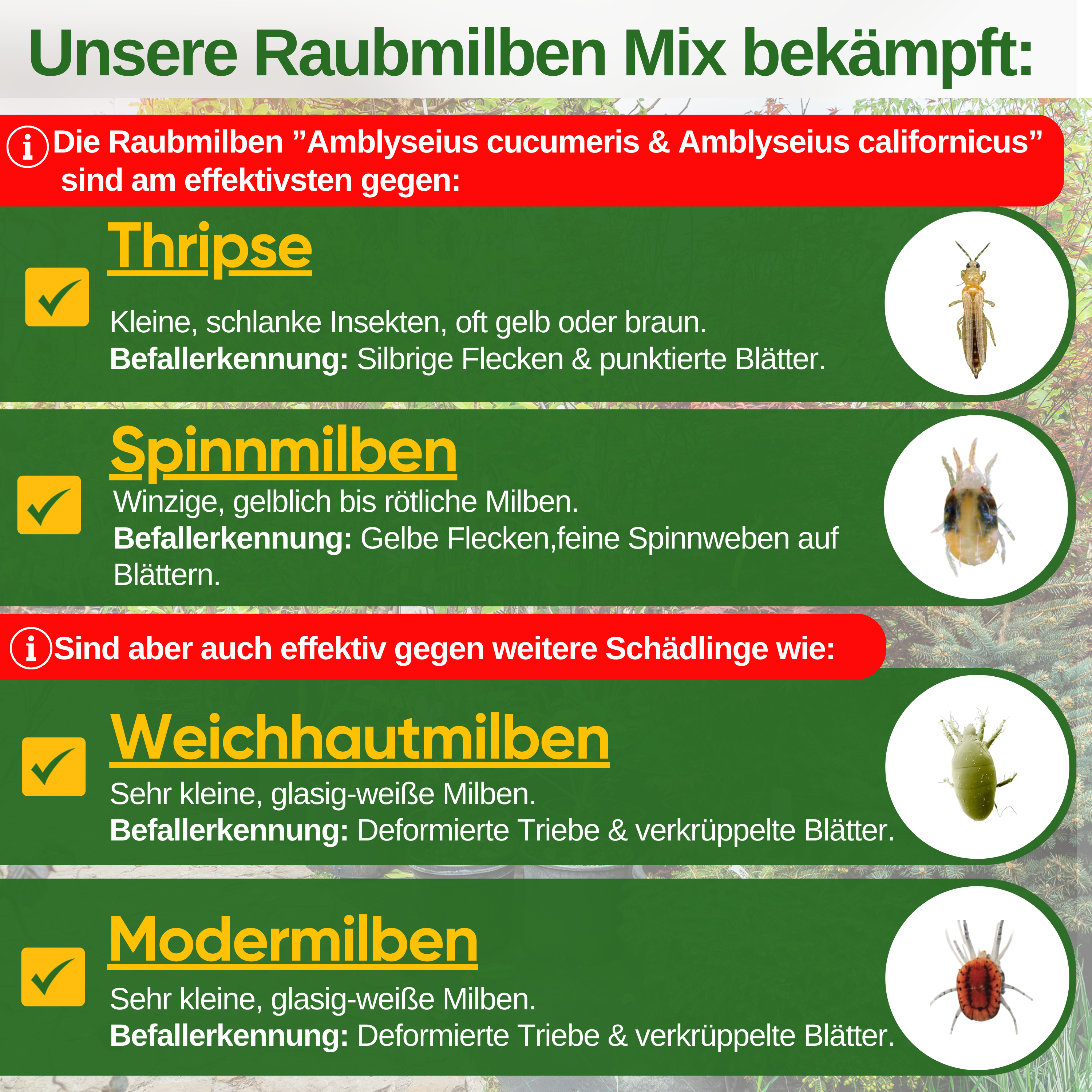 Predatory mite mix against thrips &amp; spider mites – loose product