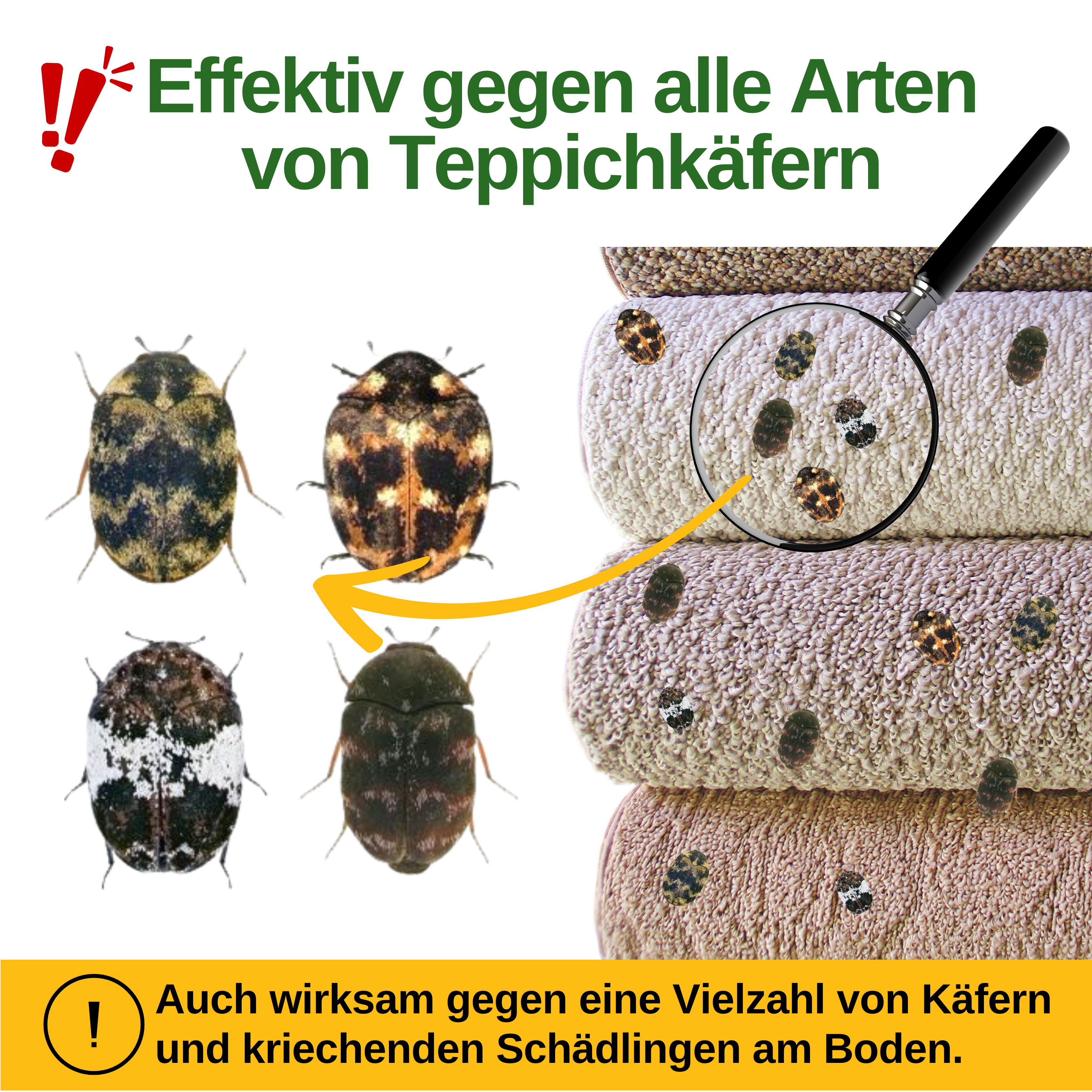 Carpet beetle trap with special attractant 