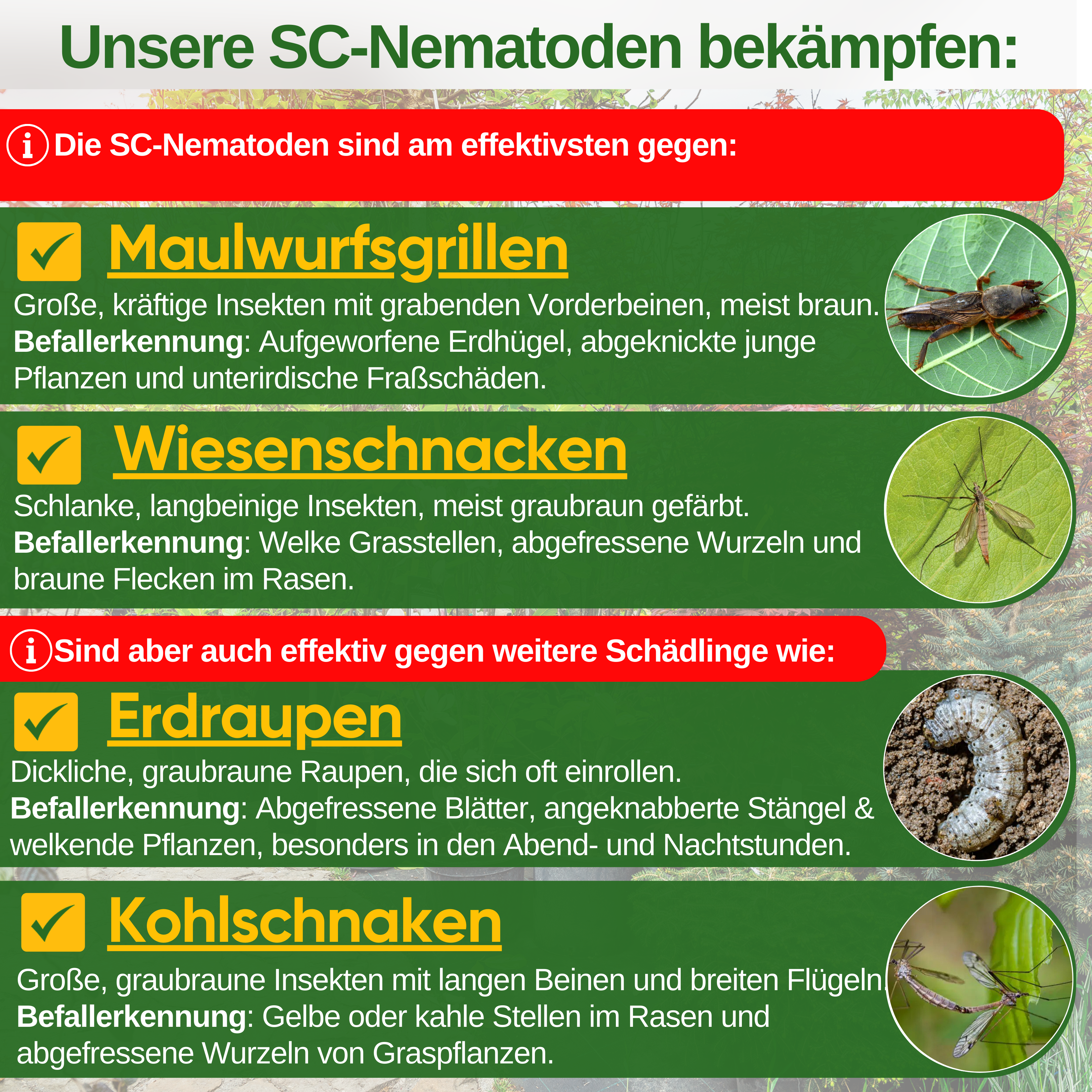 SC nematodes against mole crickets, meadow crane flies and cutworms 