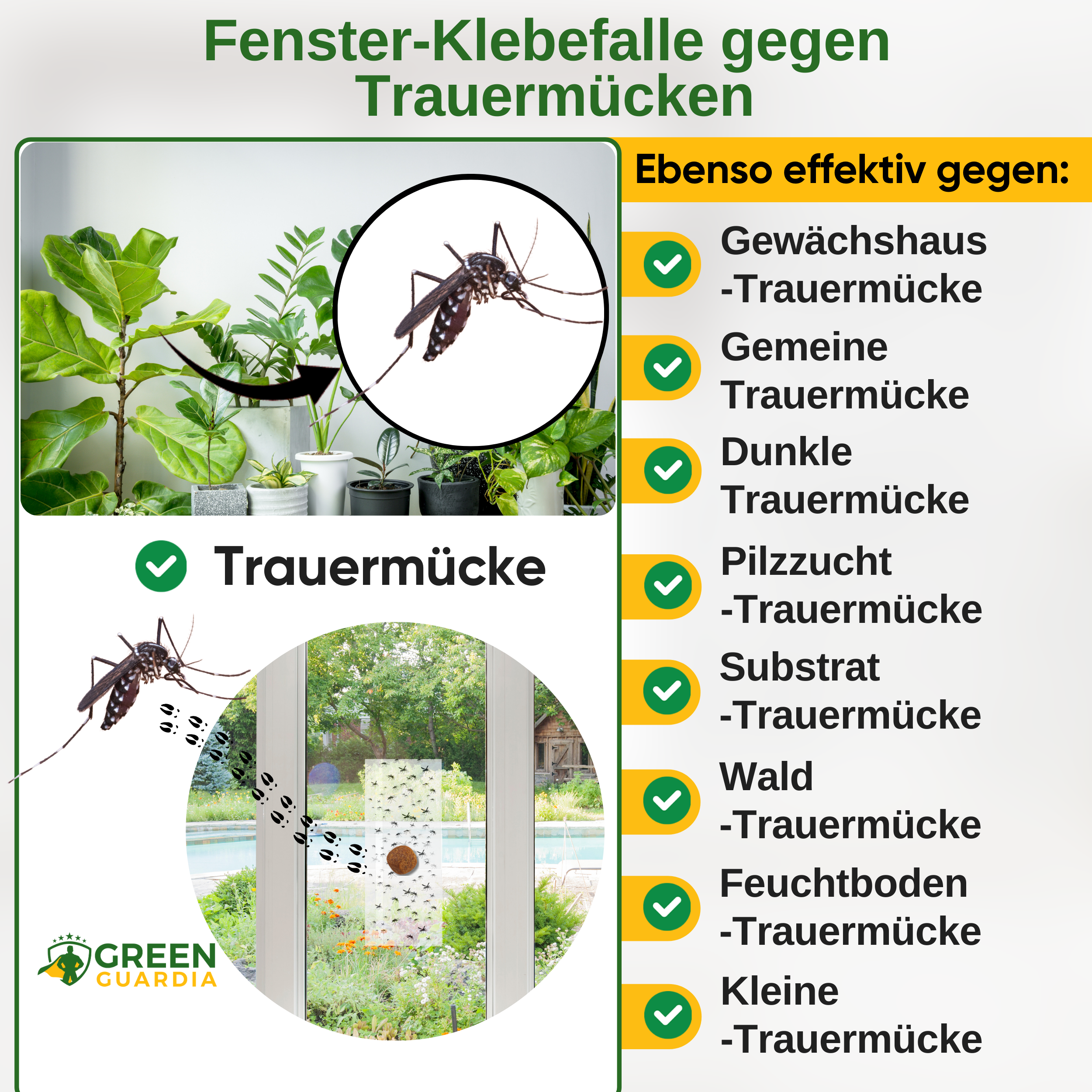 Fungus gnat window trap with special attractant 