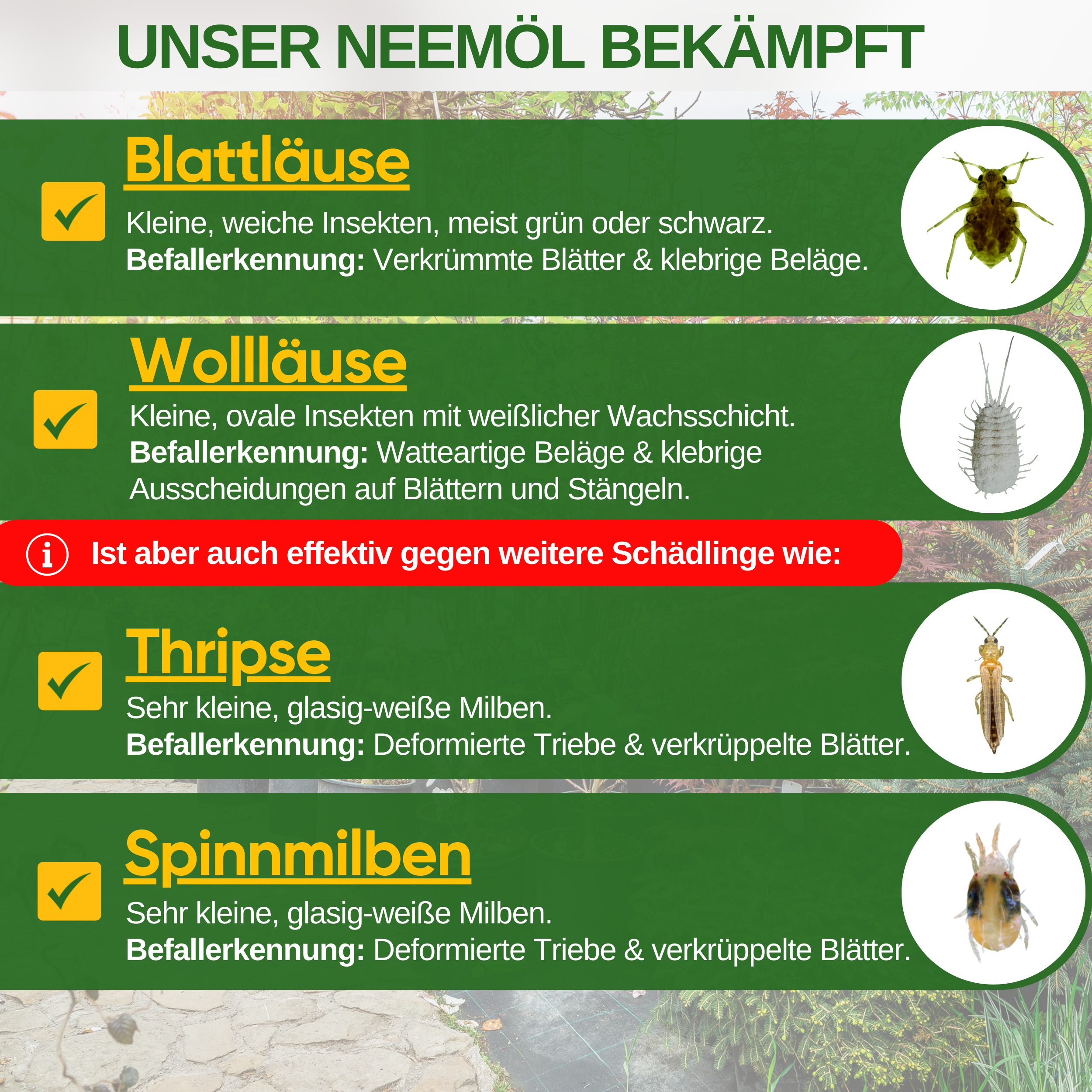 Huile de Neem puissante contre les pucerons et les cochenilles 