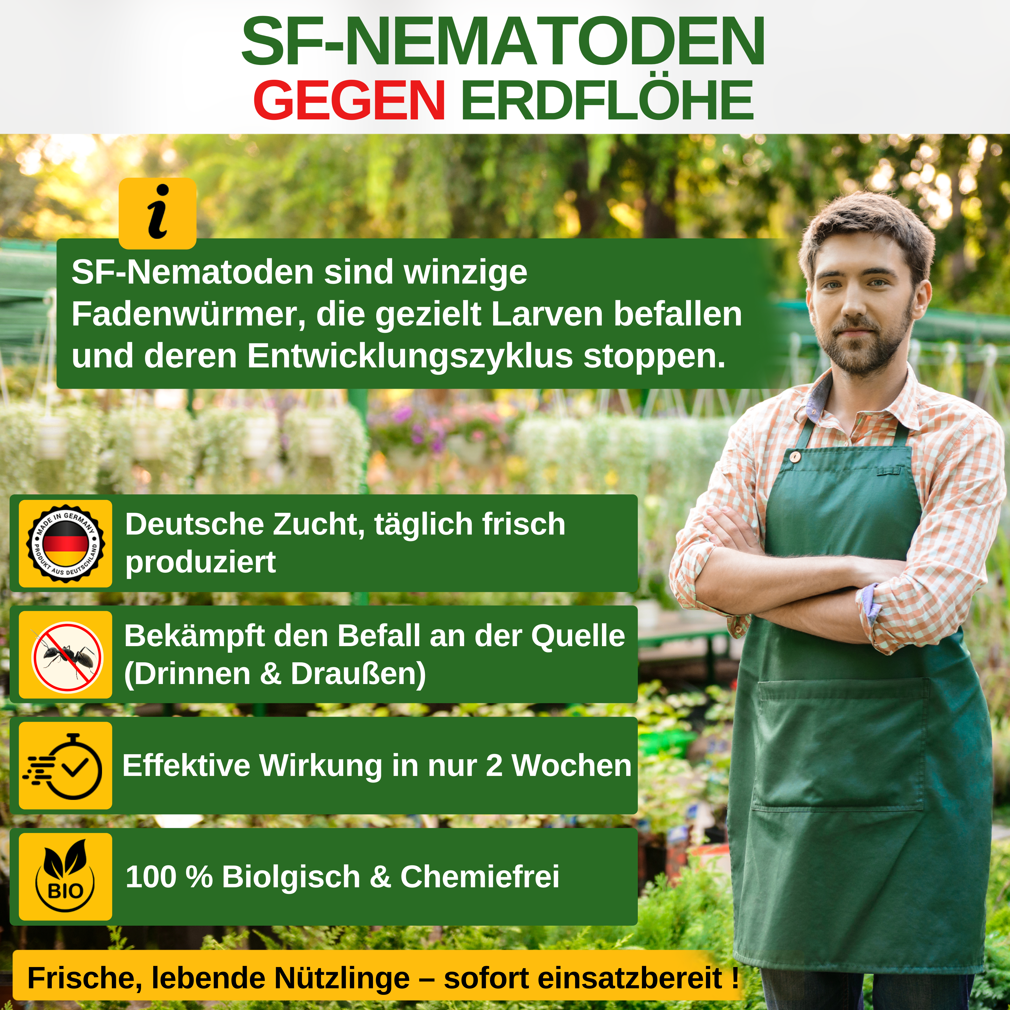 SF nematodes against flea beetles 