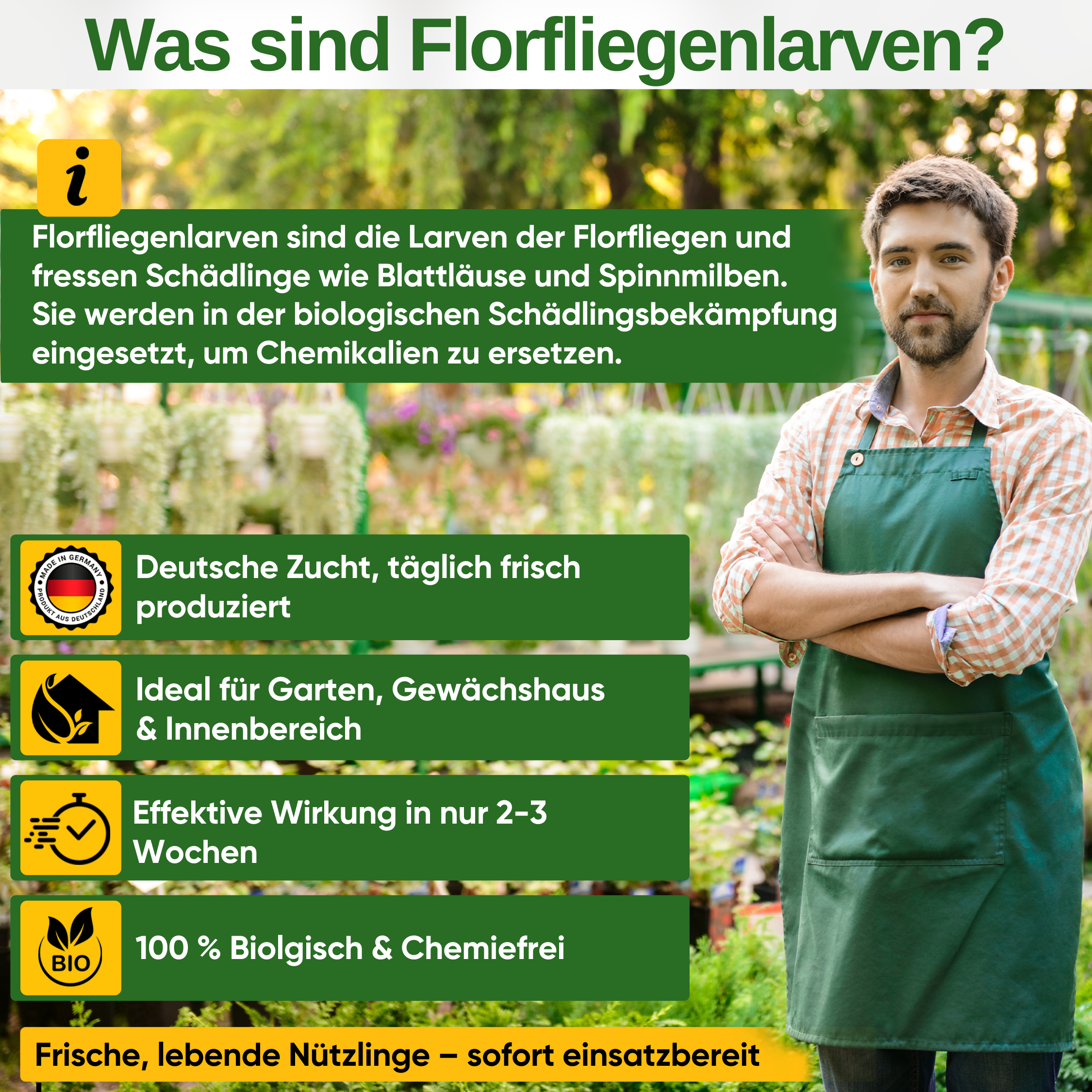 Larves de chrysopes contre les pucerons et les cochenilles 